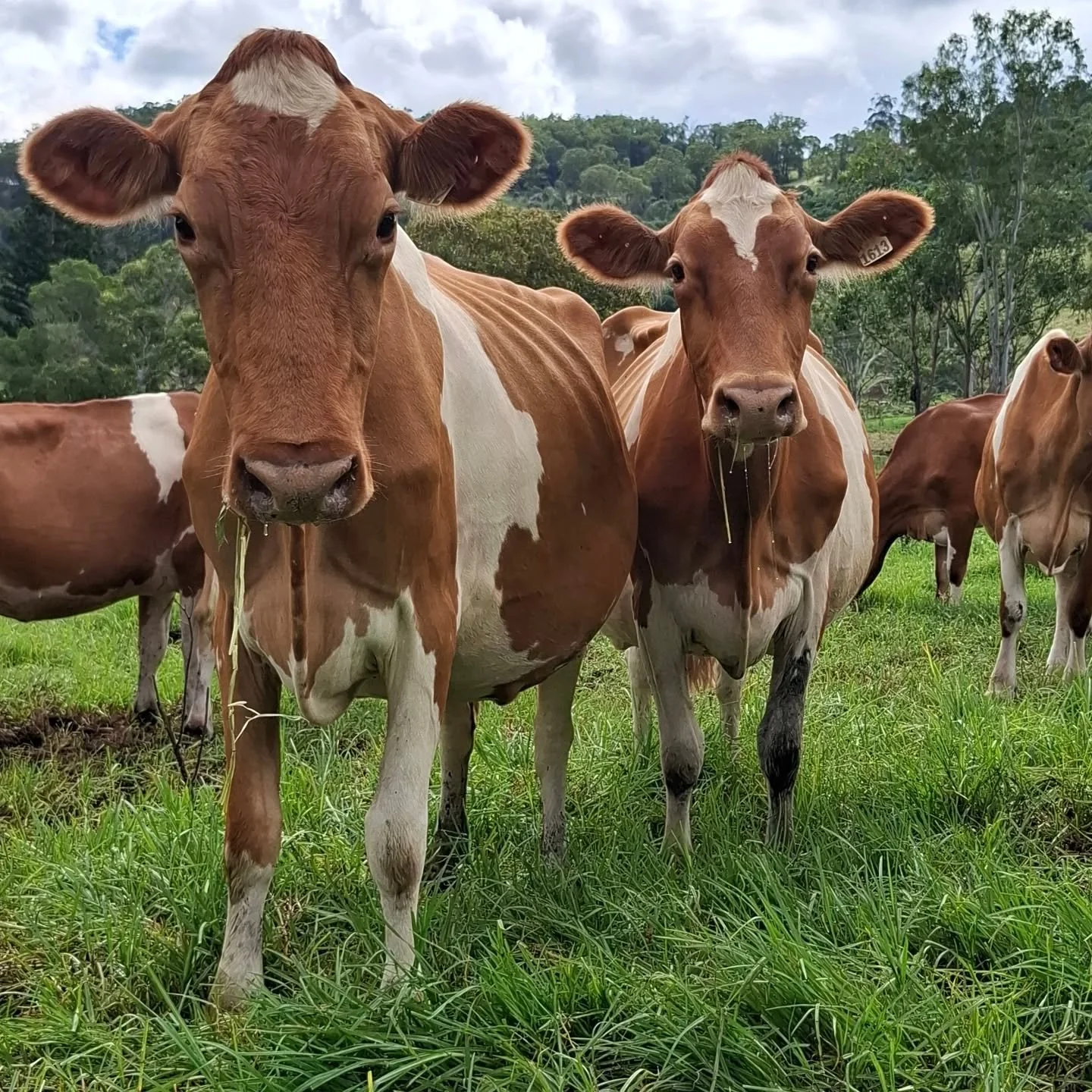 #worldguernsey ##guernseycow #ausguernsey #worldsfinestmilk