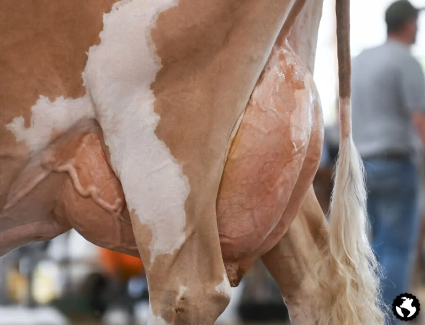 Great photo from @cowsmopolitan of Hickory Lane Legend Summer (Legend) at the Western NY Summer Showcase
Exhibited by  Casey Arlig &ndash; Lakeview Genetics, Houghton, NY

#worldguernsey #usguernsey #hickorylane #worldsfinestmilk