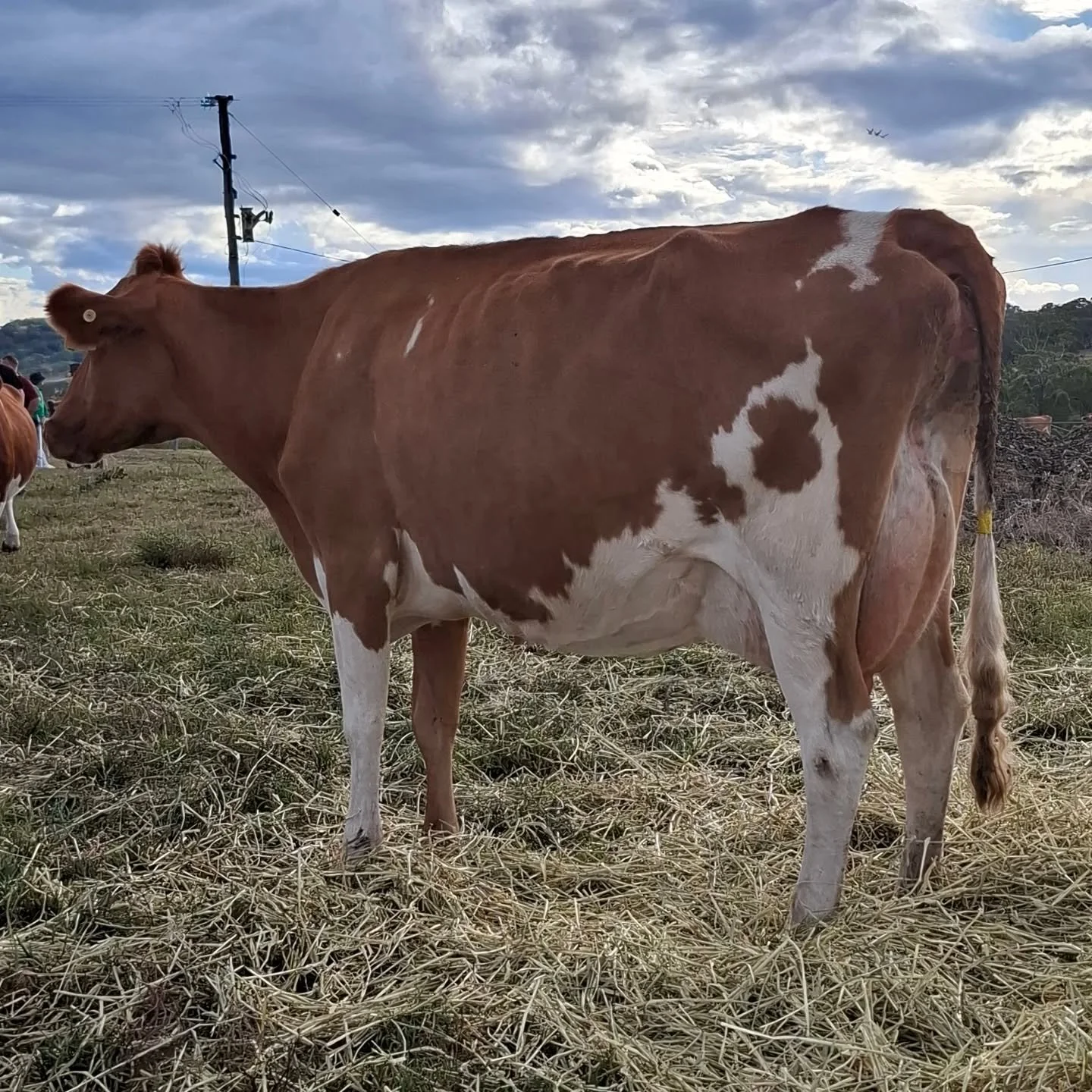 Medium sized,  functional easy going cattle!

Guernseys adapt to every system!

#worldguernsey ##guernseycow #ausguernsey #worldsfinestmilk