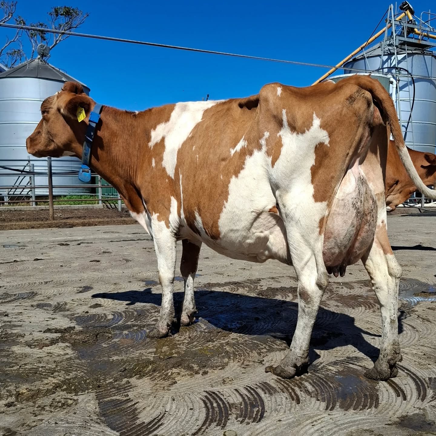 Super milky Latimer Raindrop part of the crew at Glamourous Guernseys- hard working and paying the bills!

#worldguernsey ##guernseycow #ausguernsey #worldsfinestmilk