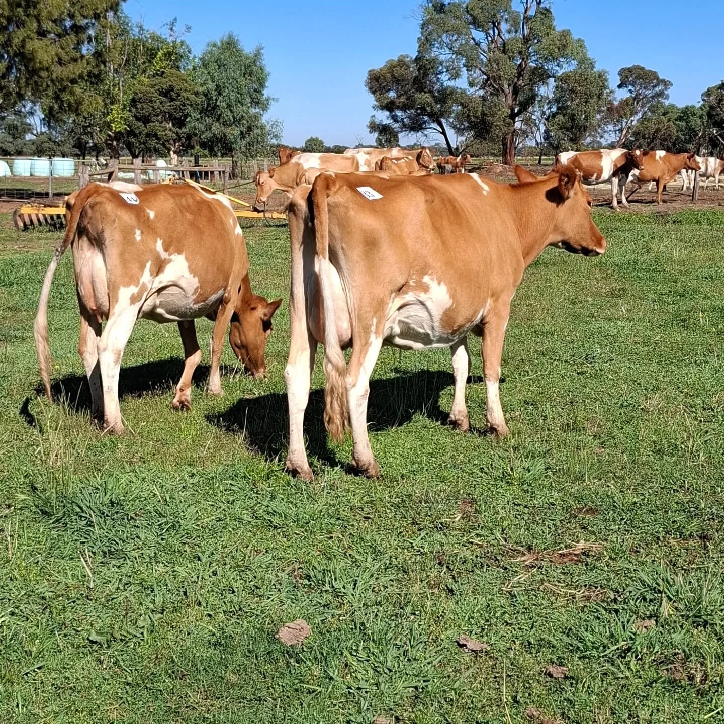 Grazing Guernseys around the world 
#worldguernsey ##guernseycow #ausguernsey #worldsfinestmilk