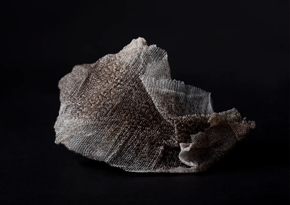 Chloe Bowman - Varanus Acanthurus Skin, Web.jpg
