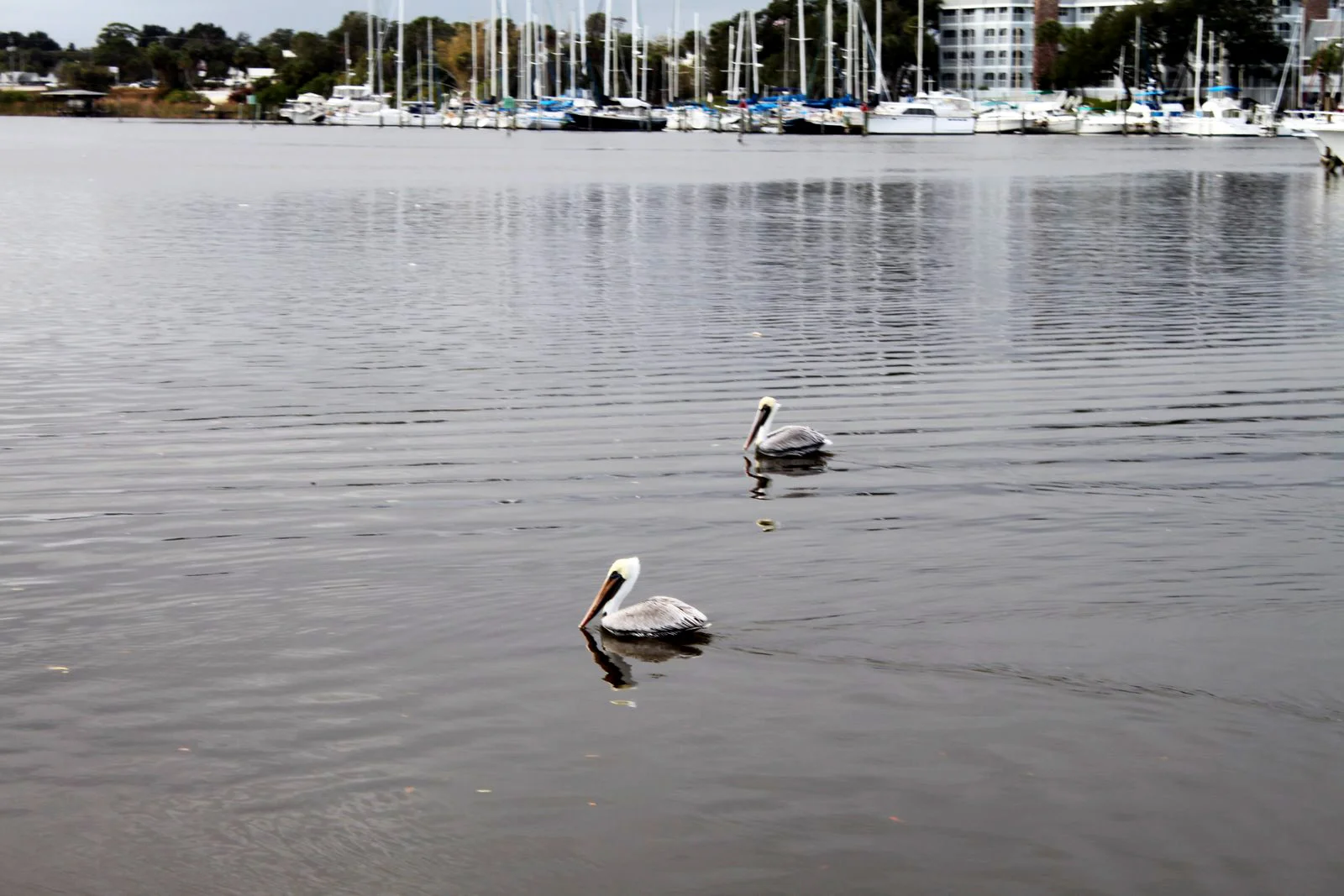 Contact Us — Eau Gallie Yacht Basin
