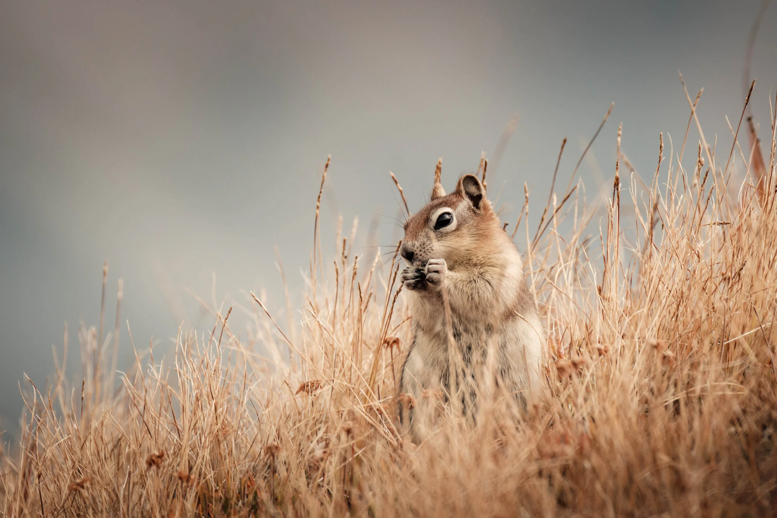 Jacob_Dicks_Wildlife_01.jpg