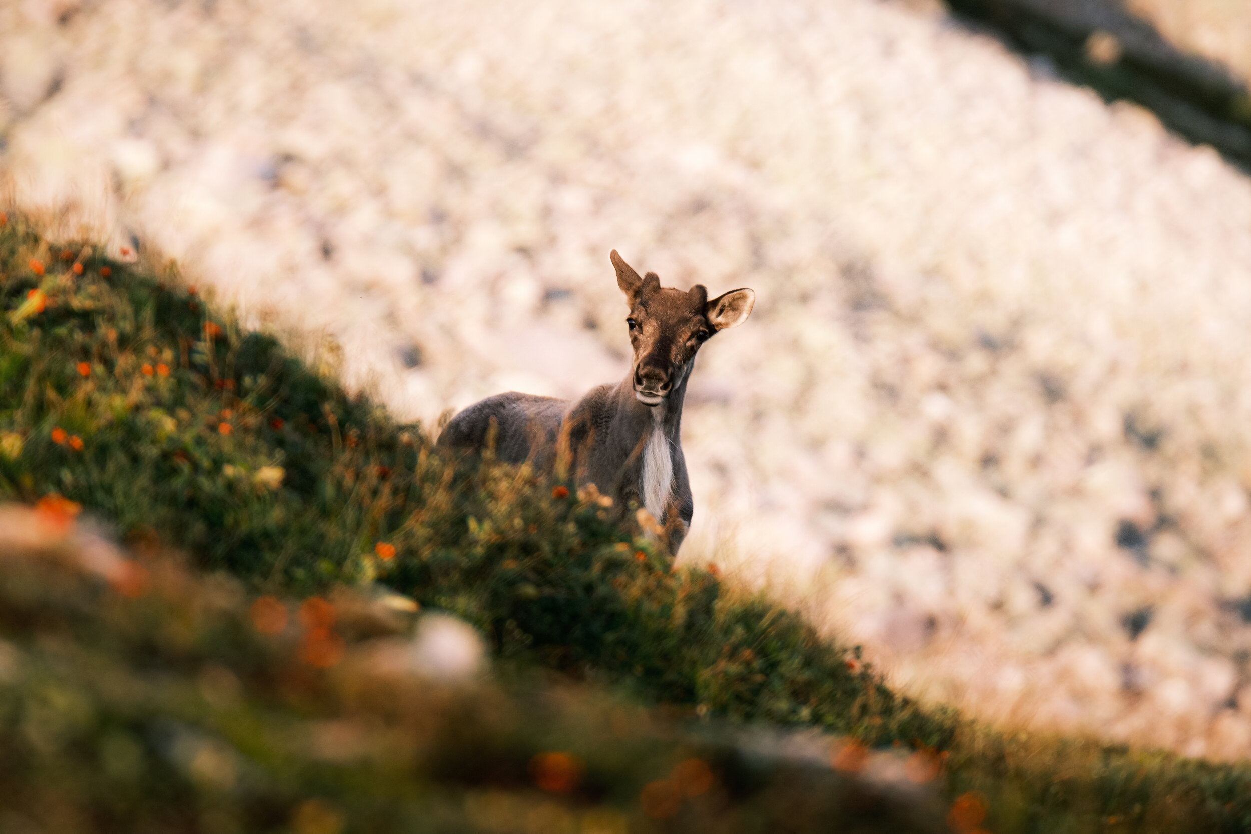 DSCF2992-IridientEdit.jpg