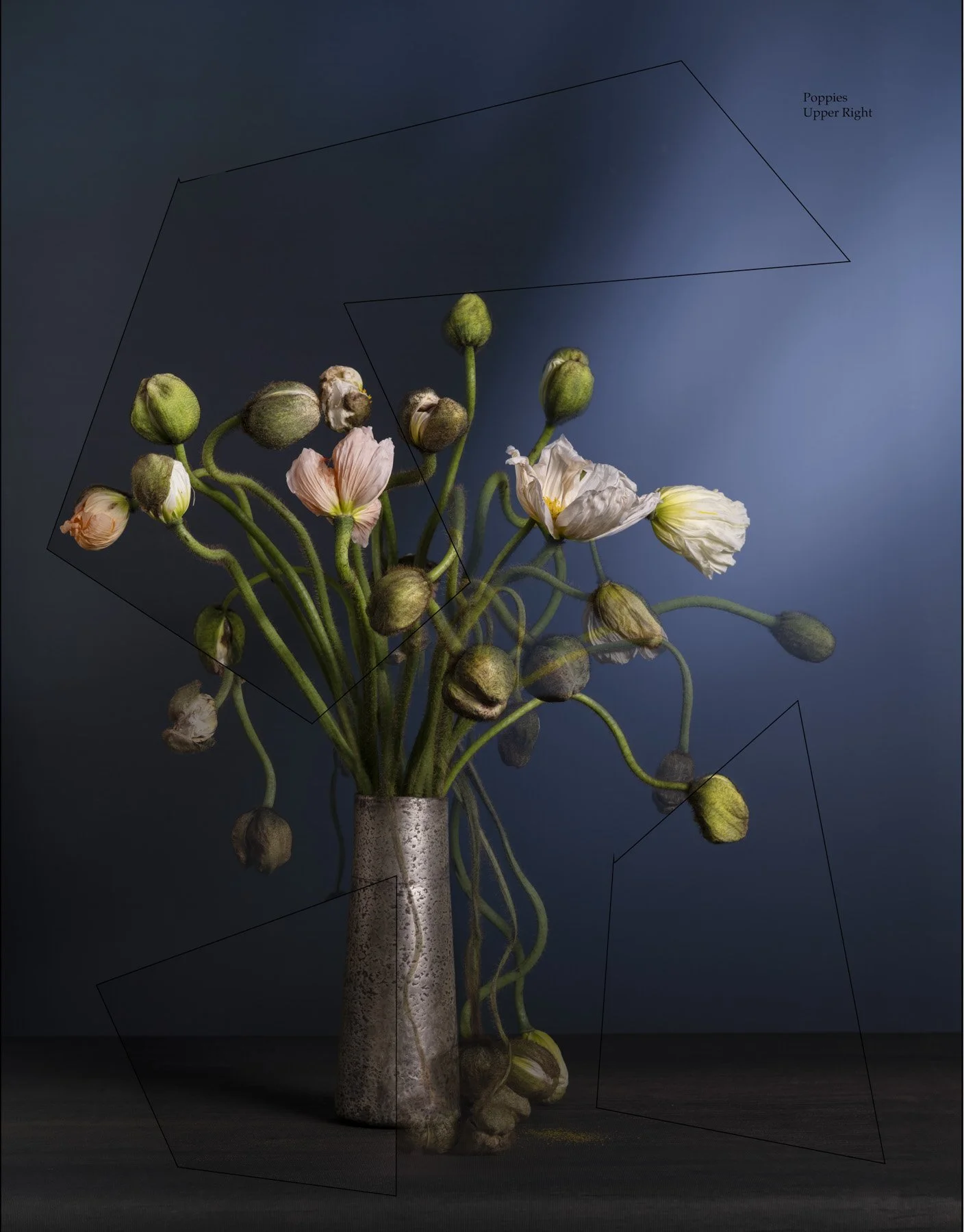 Poppies0502-composite 25_625x32_75.jpg