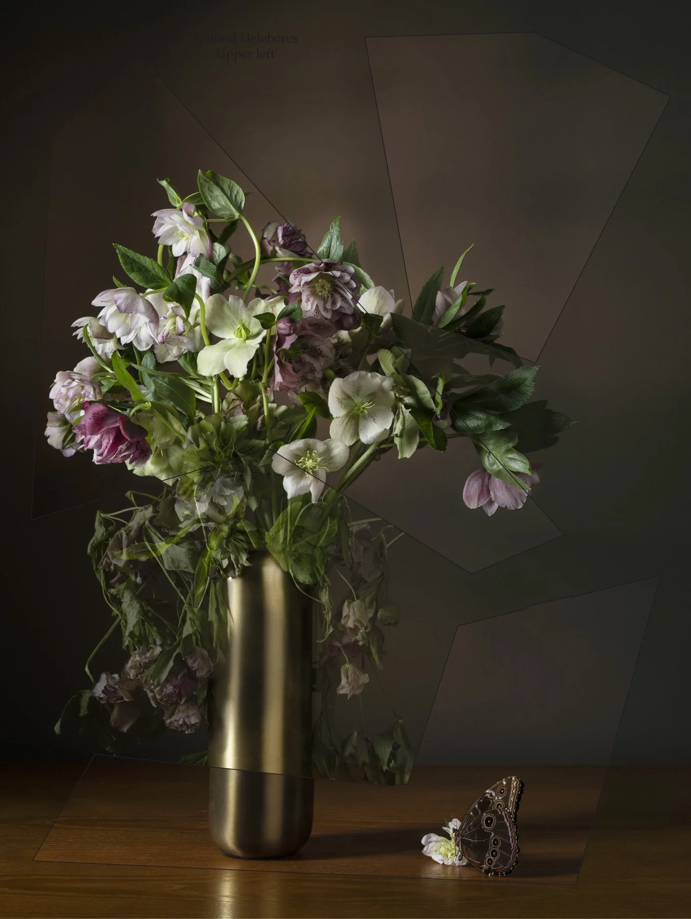 Spotted Hellebore 18_1298 26_5x34._25.jpg