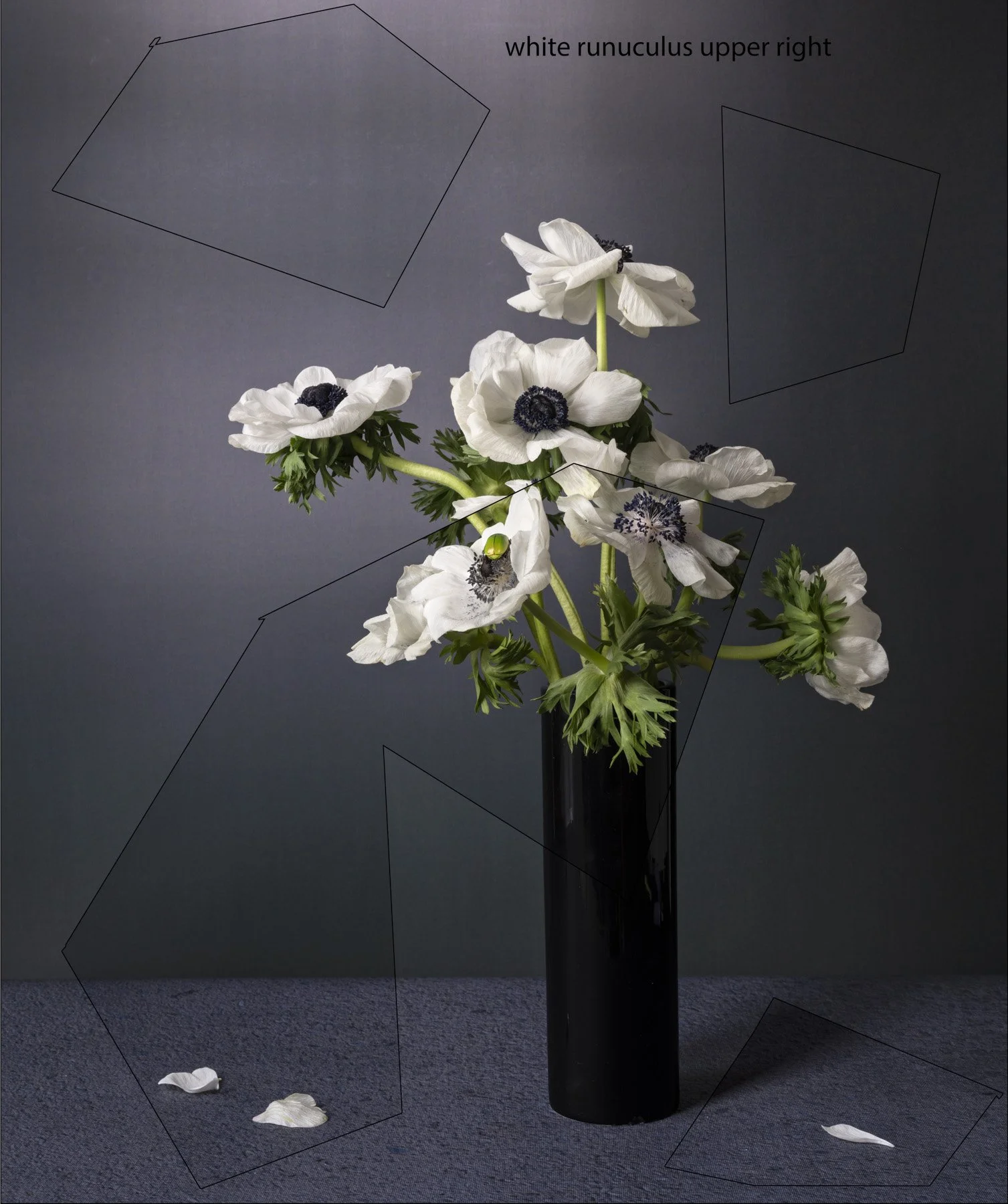 White Anemone55 083-.18x21_5.jpg
