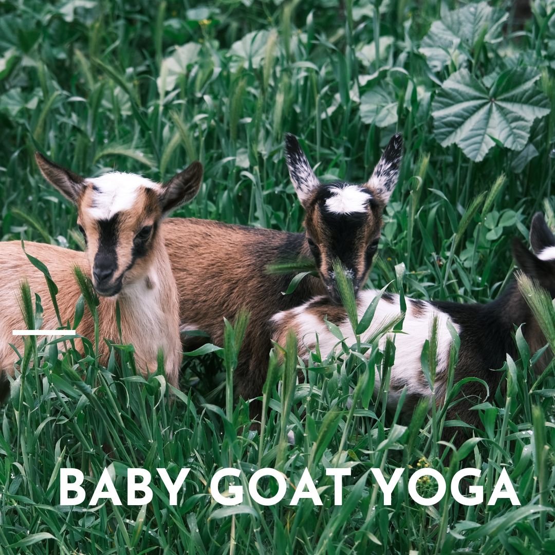 Baby Goats And Yoga