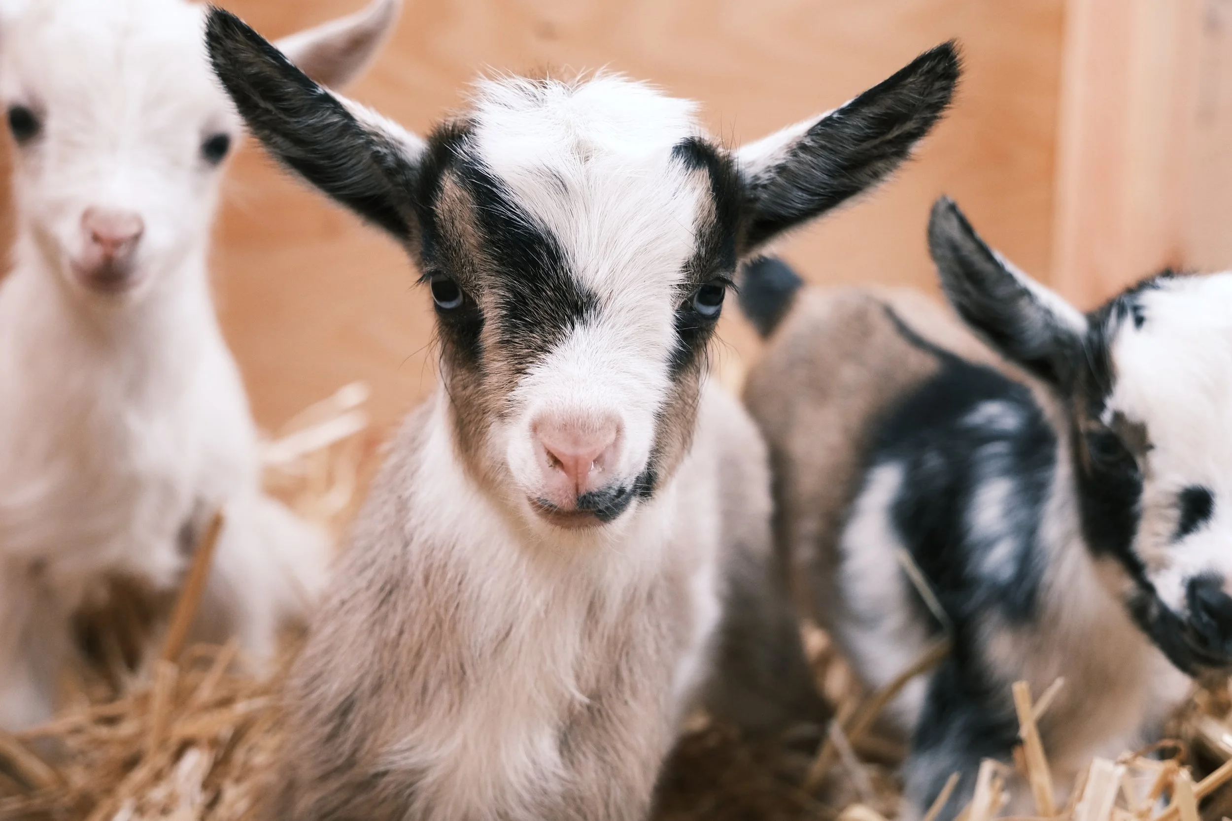 Lingonberry's Due Date!