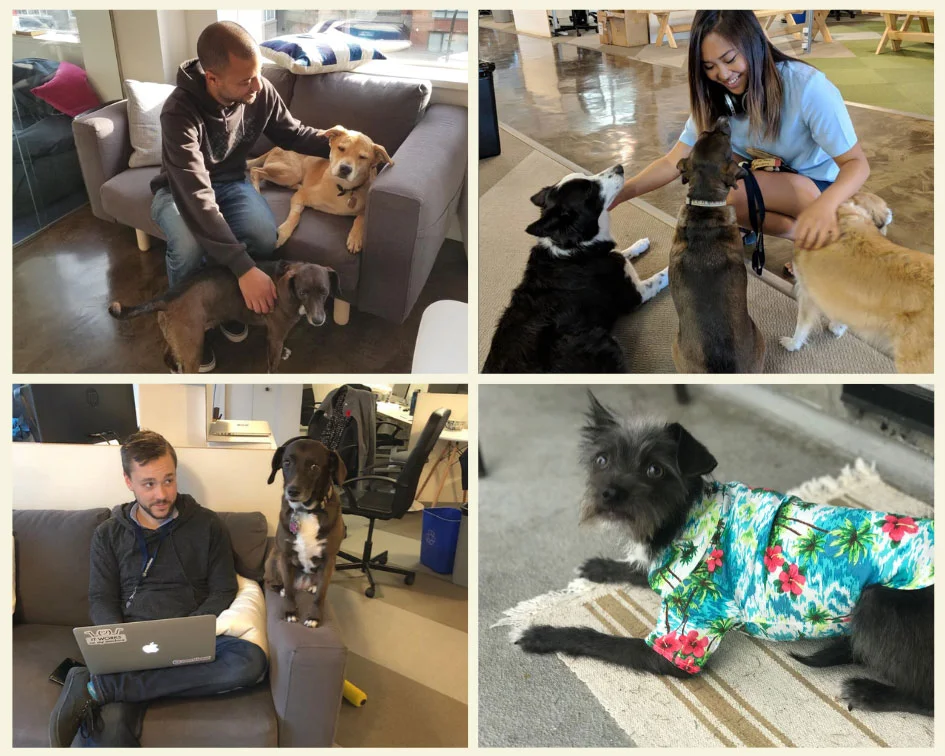 dogs-of-eventbase-2018.jpg