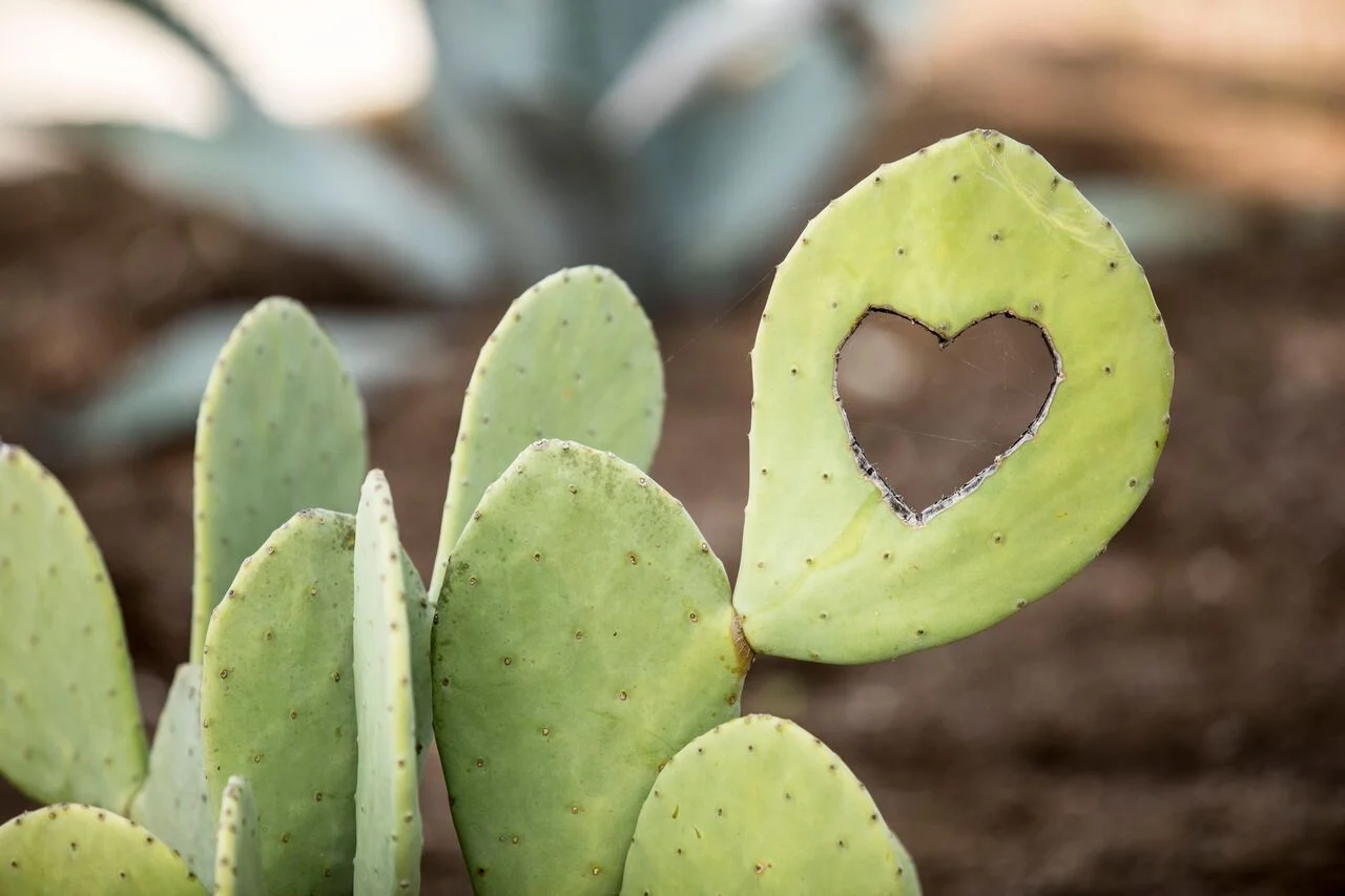 cactus heart.jpg