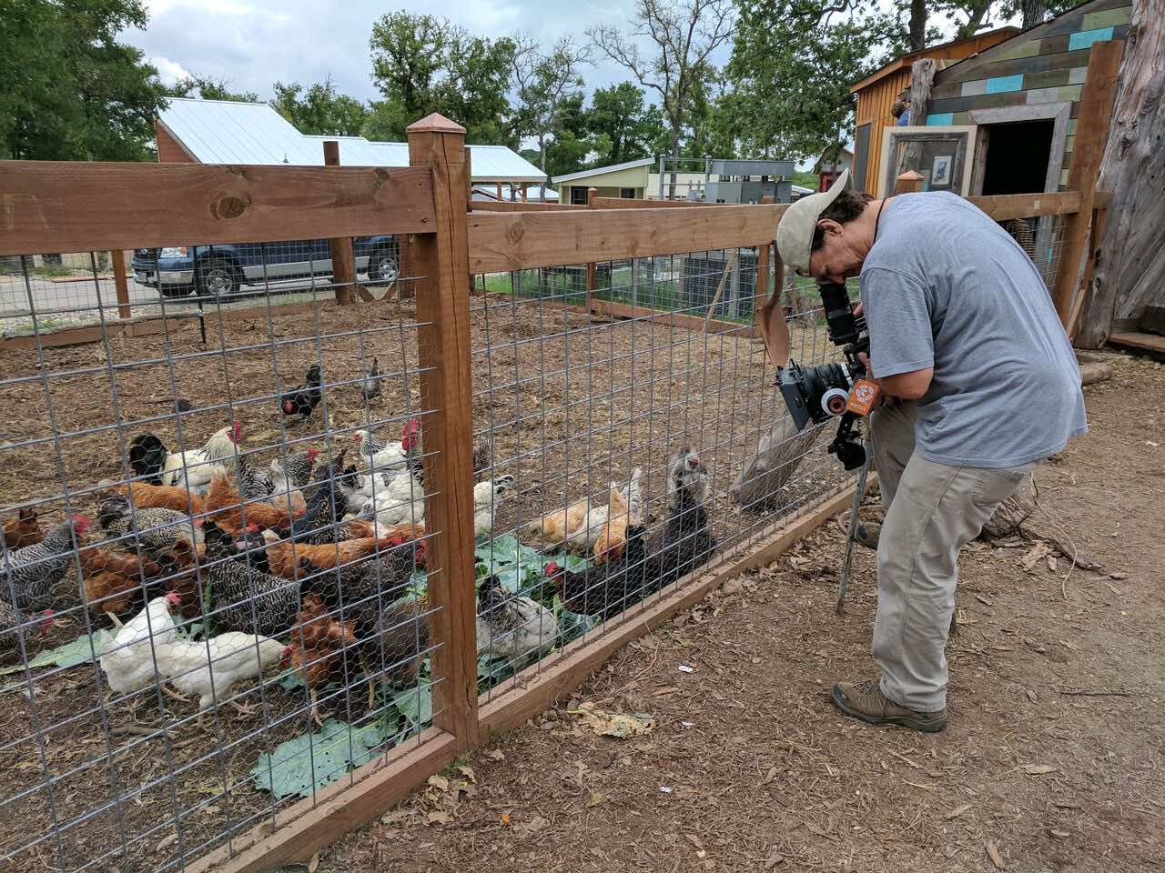 Scaring the chickens.