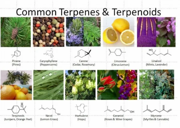 terpenes.jpg