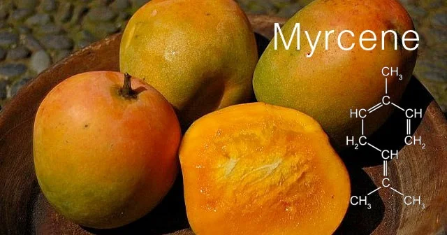 mycrene.jpg