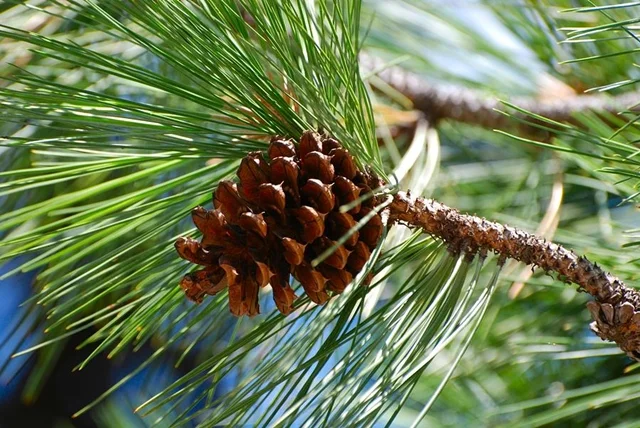 pinene.jpg