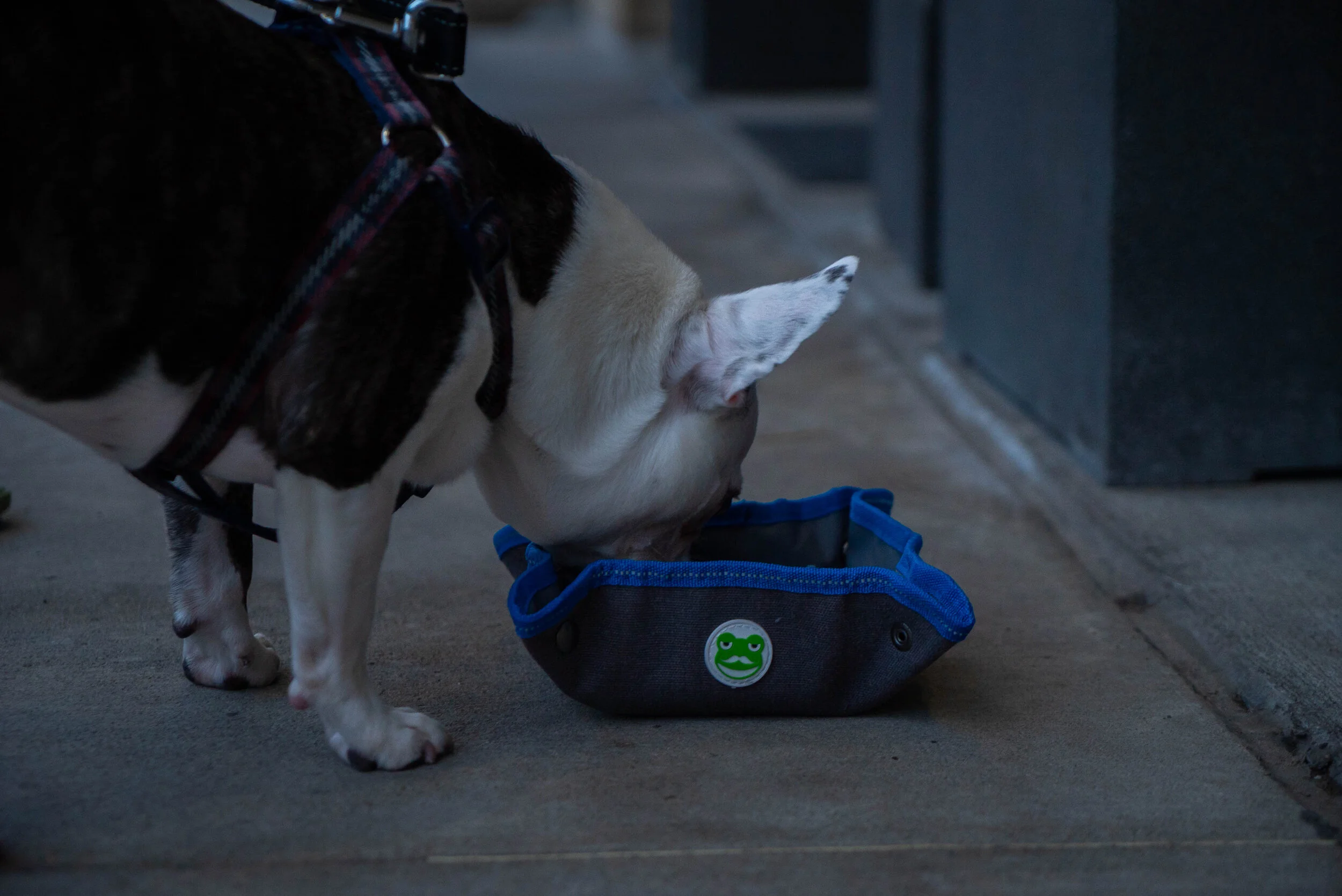 Enhancing Your Park Experience: One Dog At A Time
