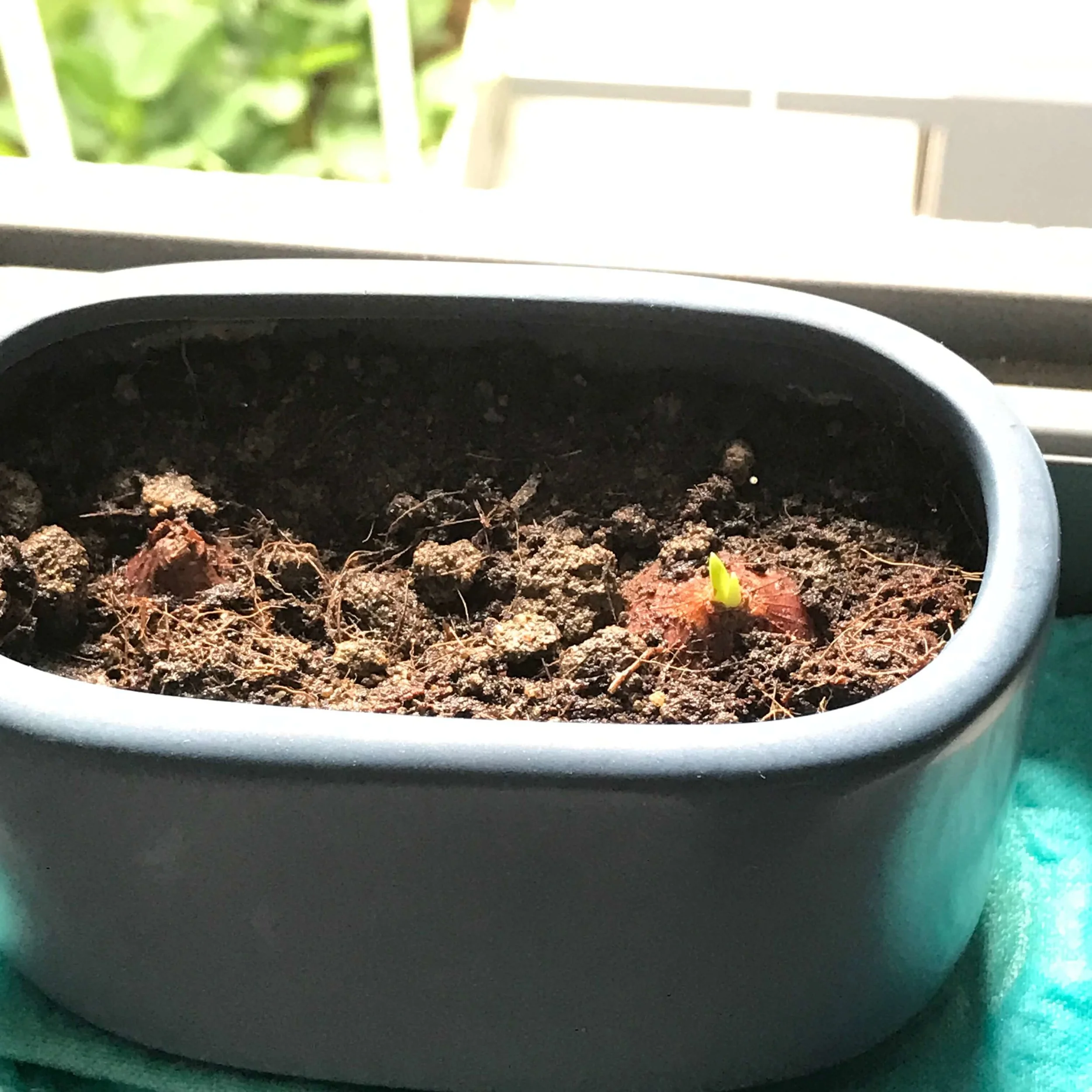 Shallot Day 21