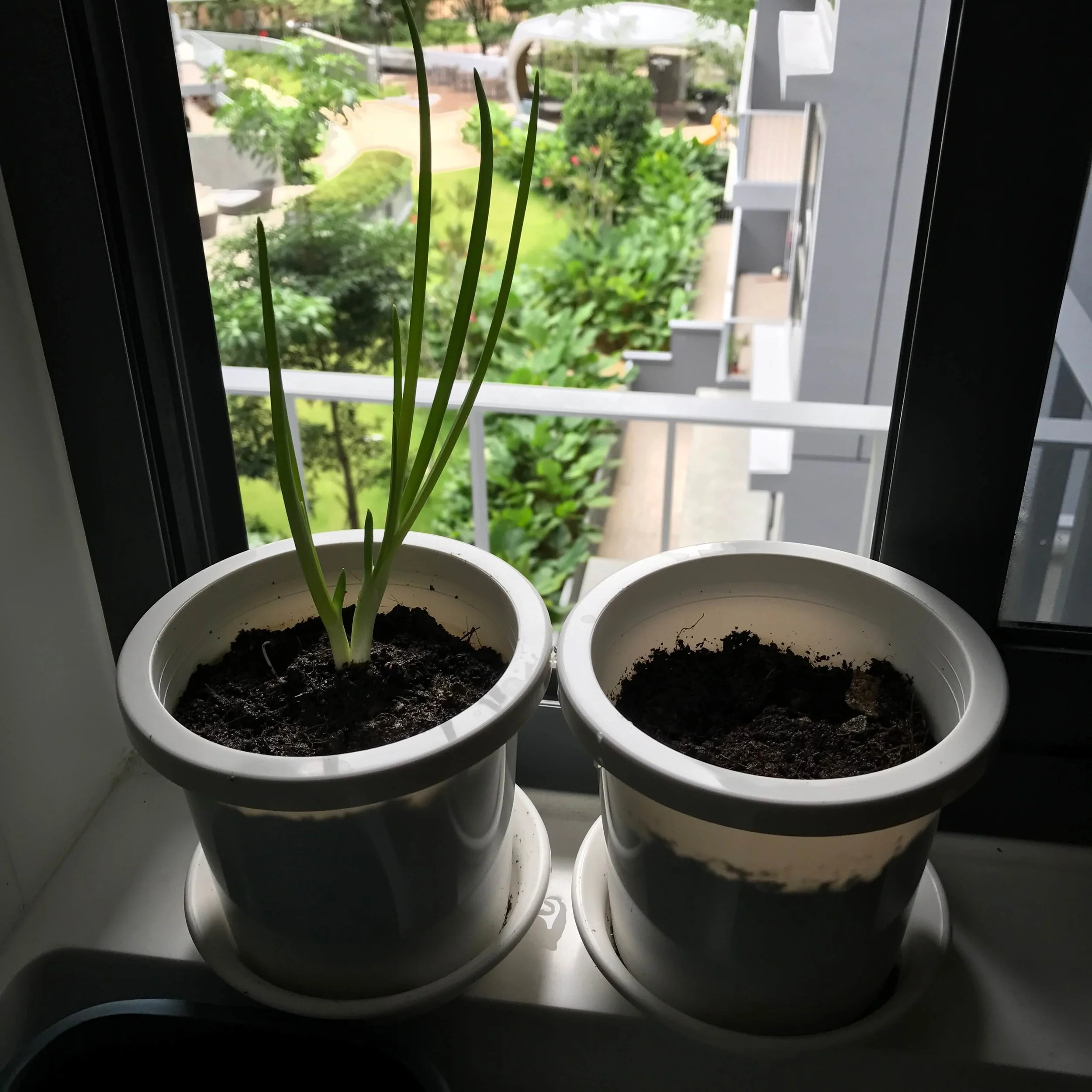 Shallot Day 27