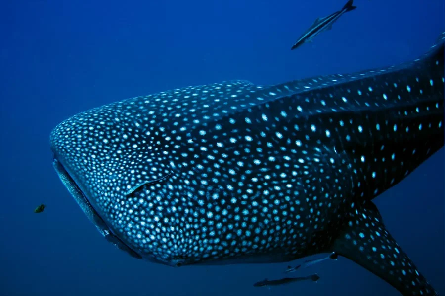 tiburon-ballena-cancun.jpg