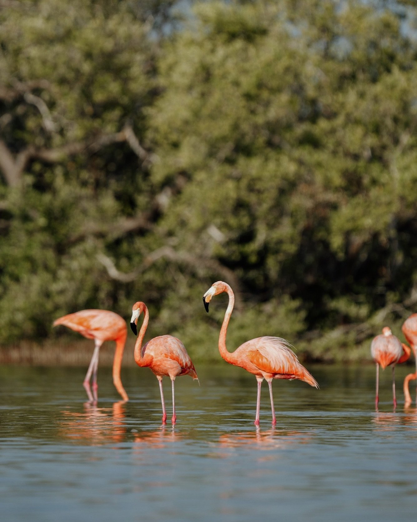 The beloved flamingos 🦩 have returned to our beaches, once again coming closer to delight us with their beauty. 
If you plan to visit them, it&rsquo;s IMPORTANT to respect their space and habitat. Maintain a suitable distance and refrain from bringi