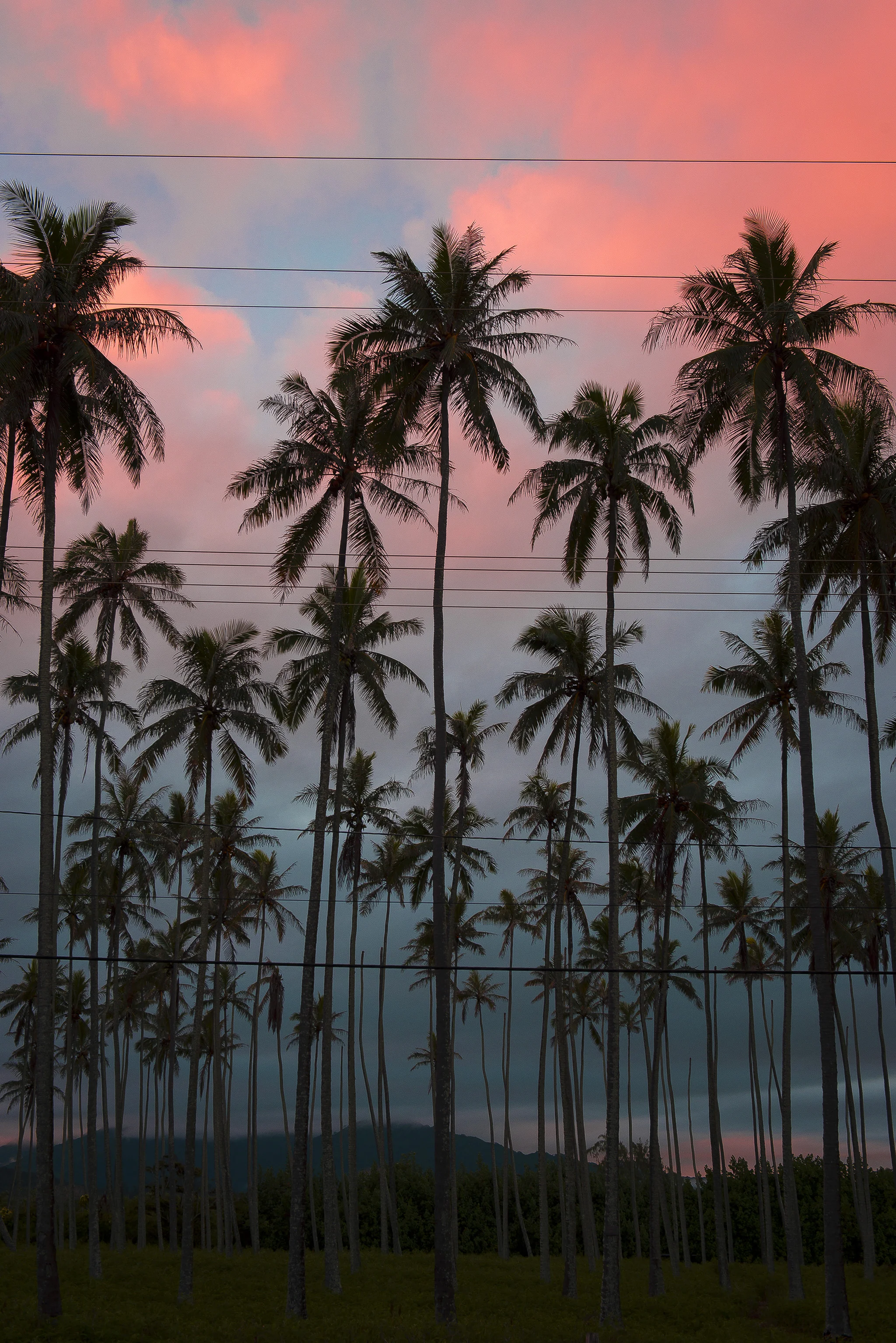 Palmrows.jpg