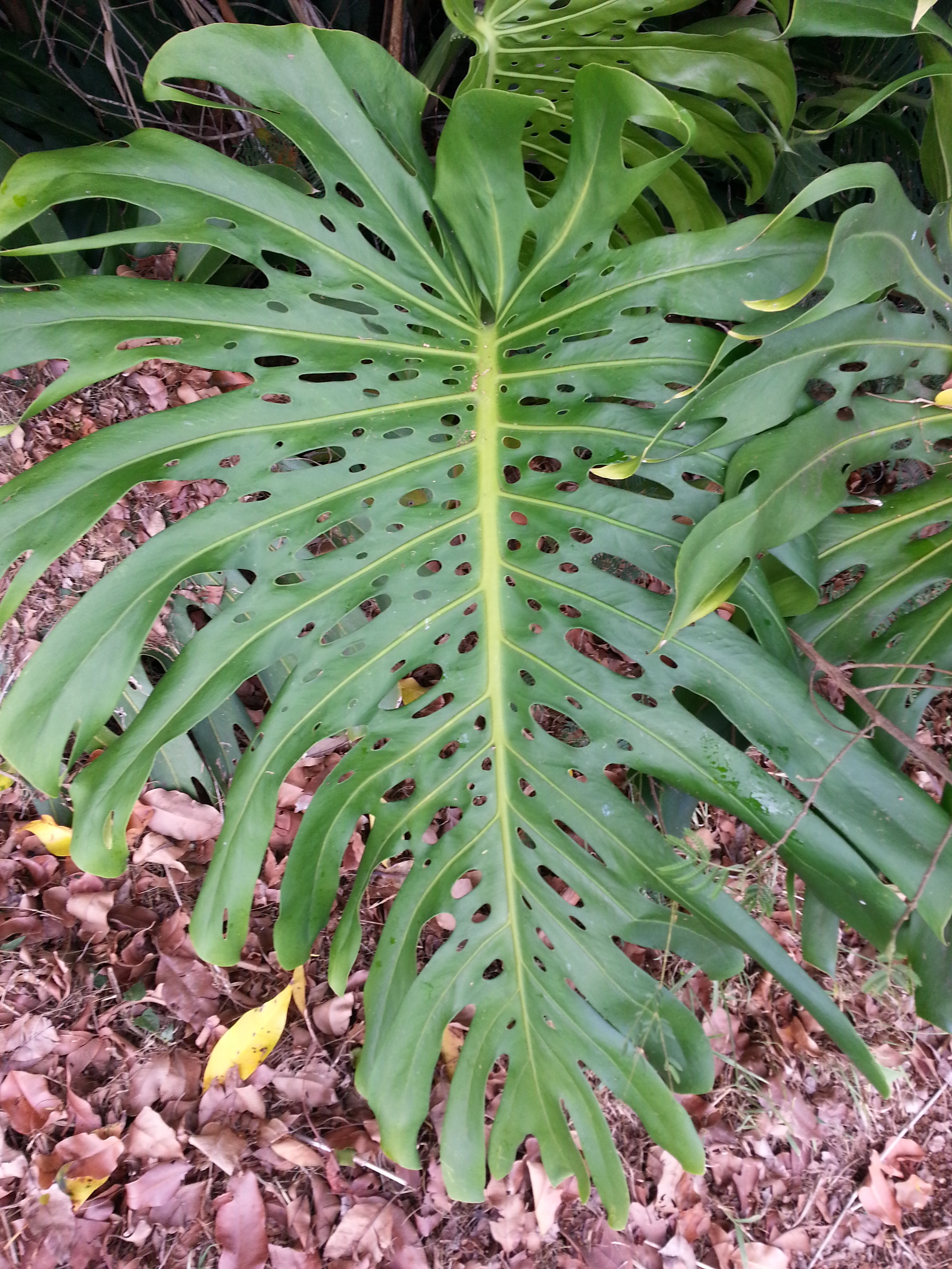 holey HI leaf.jpg