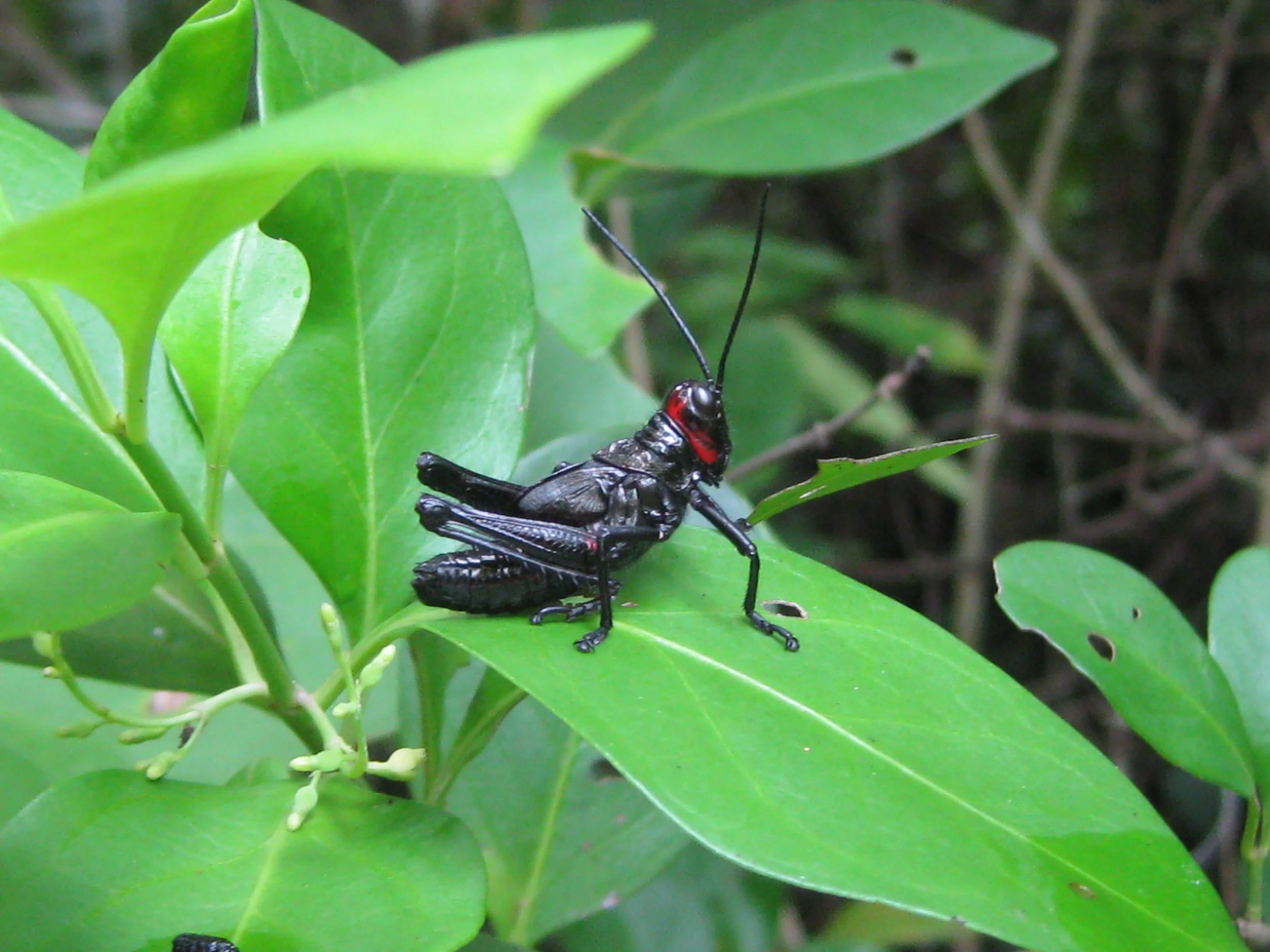 HabitatNet Mexico 2010 048.jpg