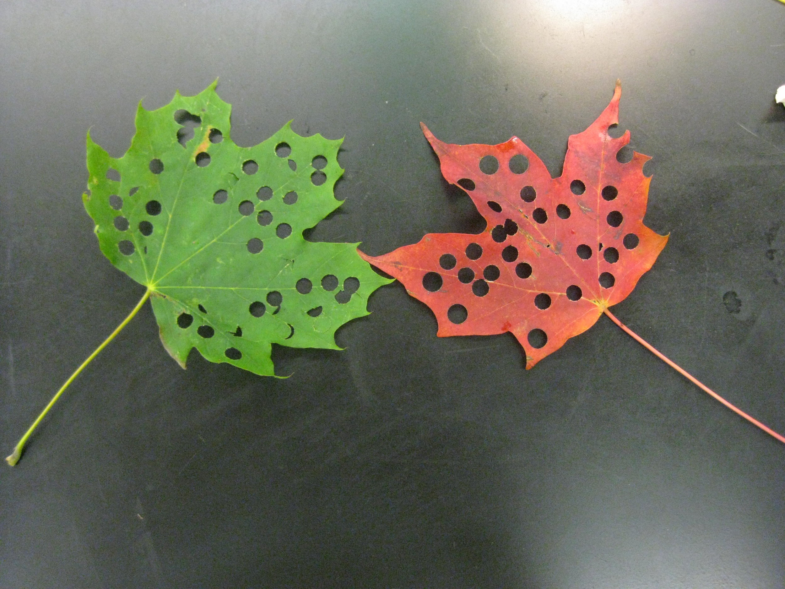 Bio Lab Fall 2010 040.jpg