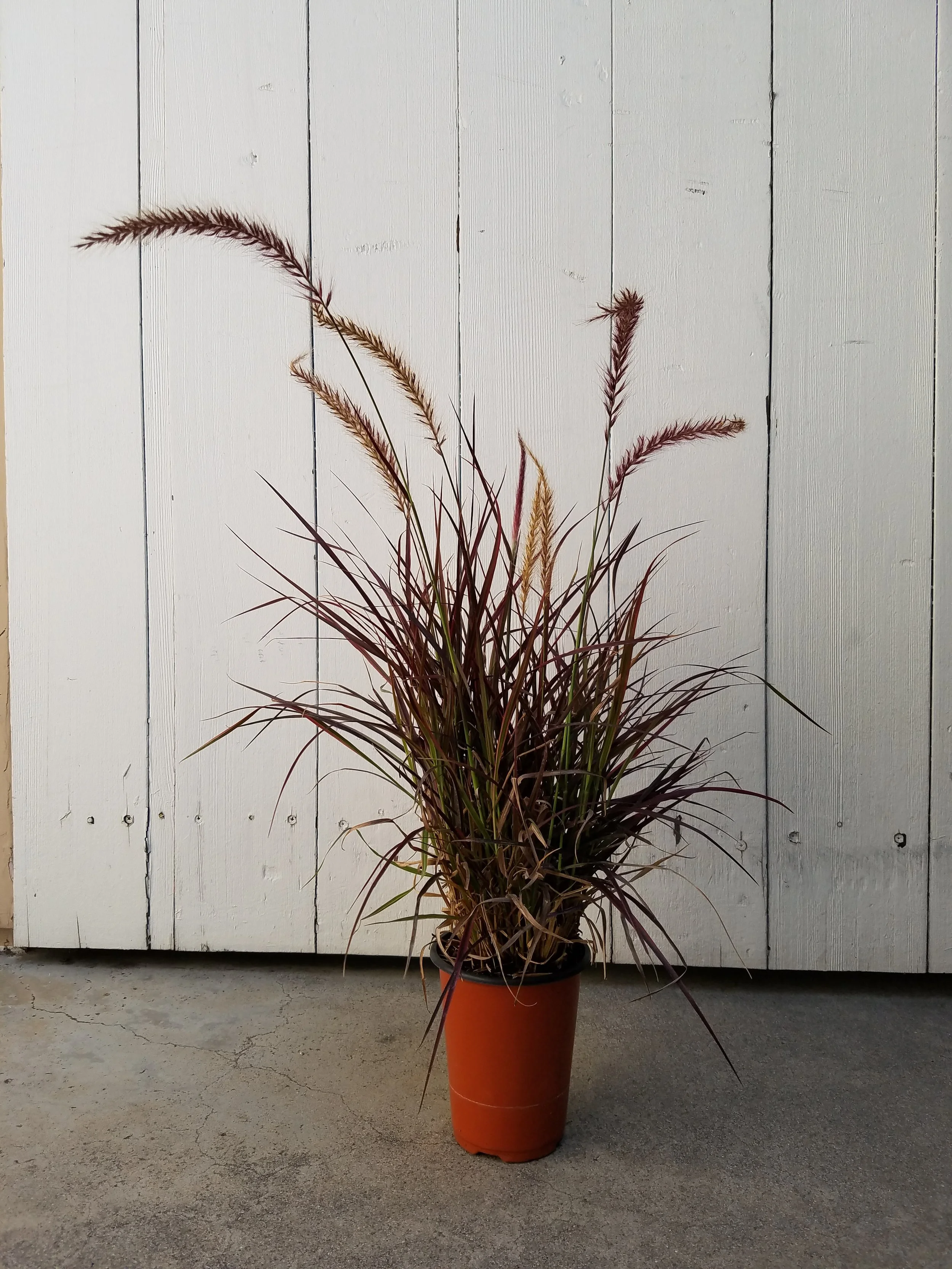 20180627_101705grasspot.jpg