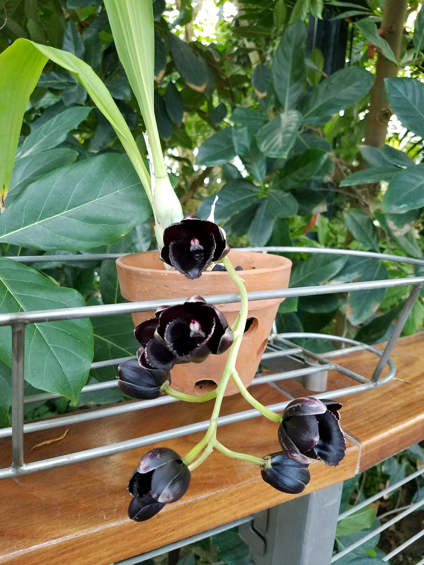 blackorchid.jpeg