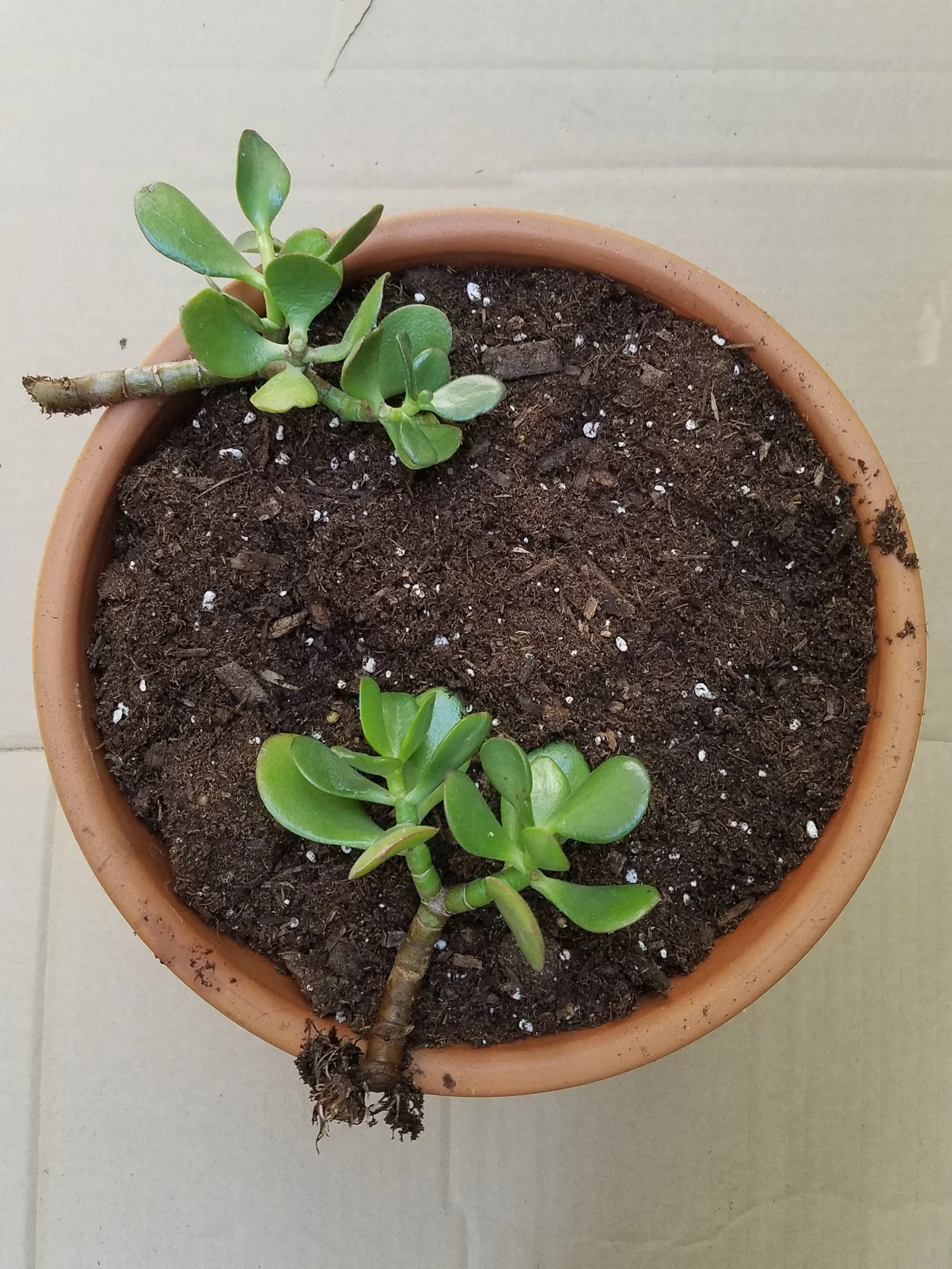 Plants Go Global