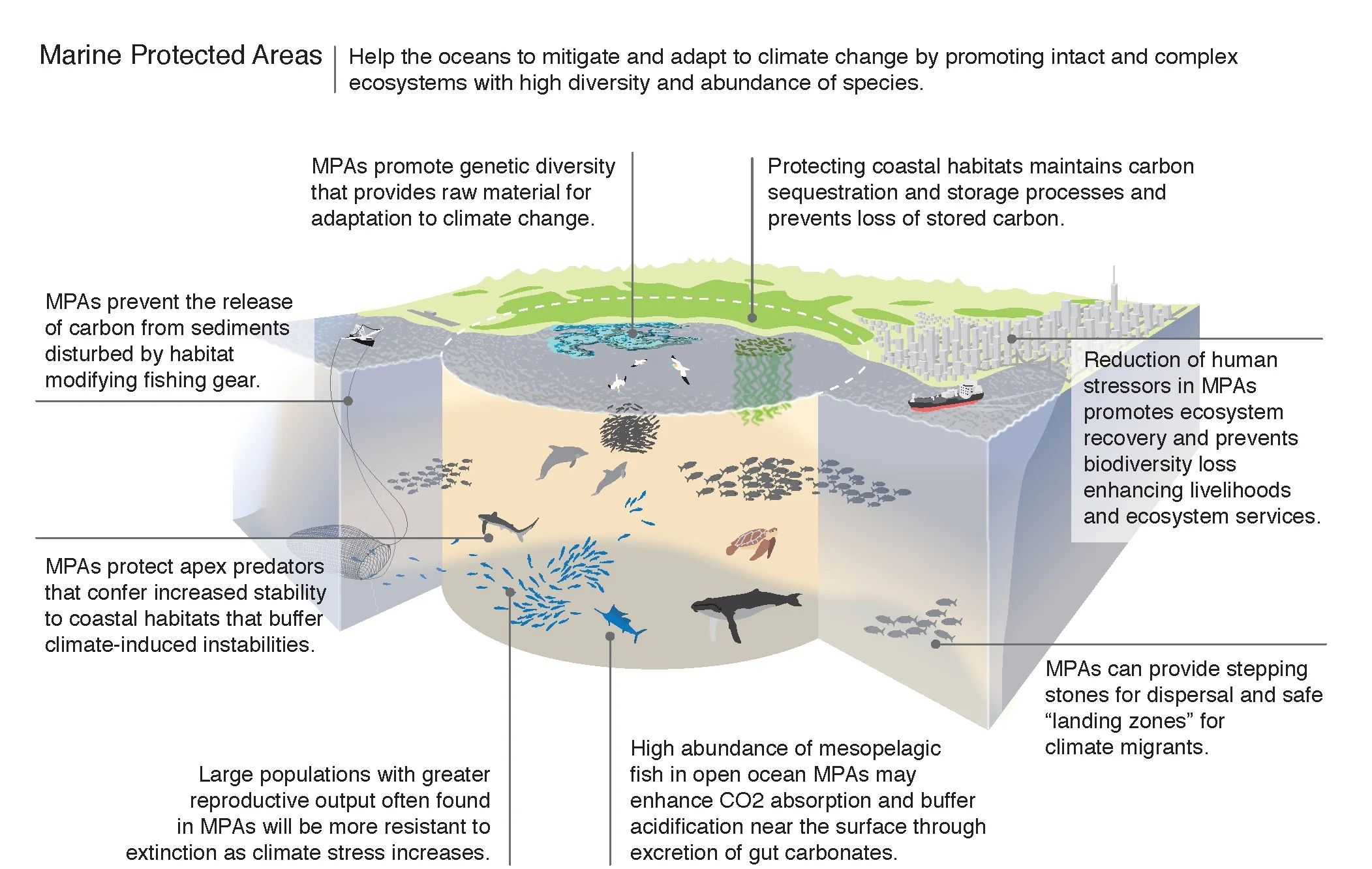 MPA+Diagram.jpg