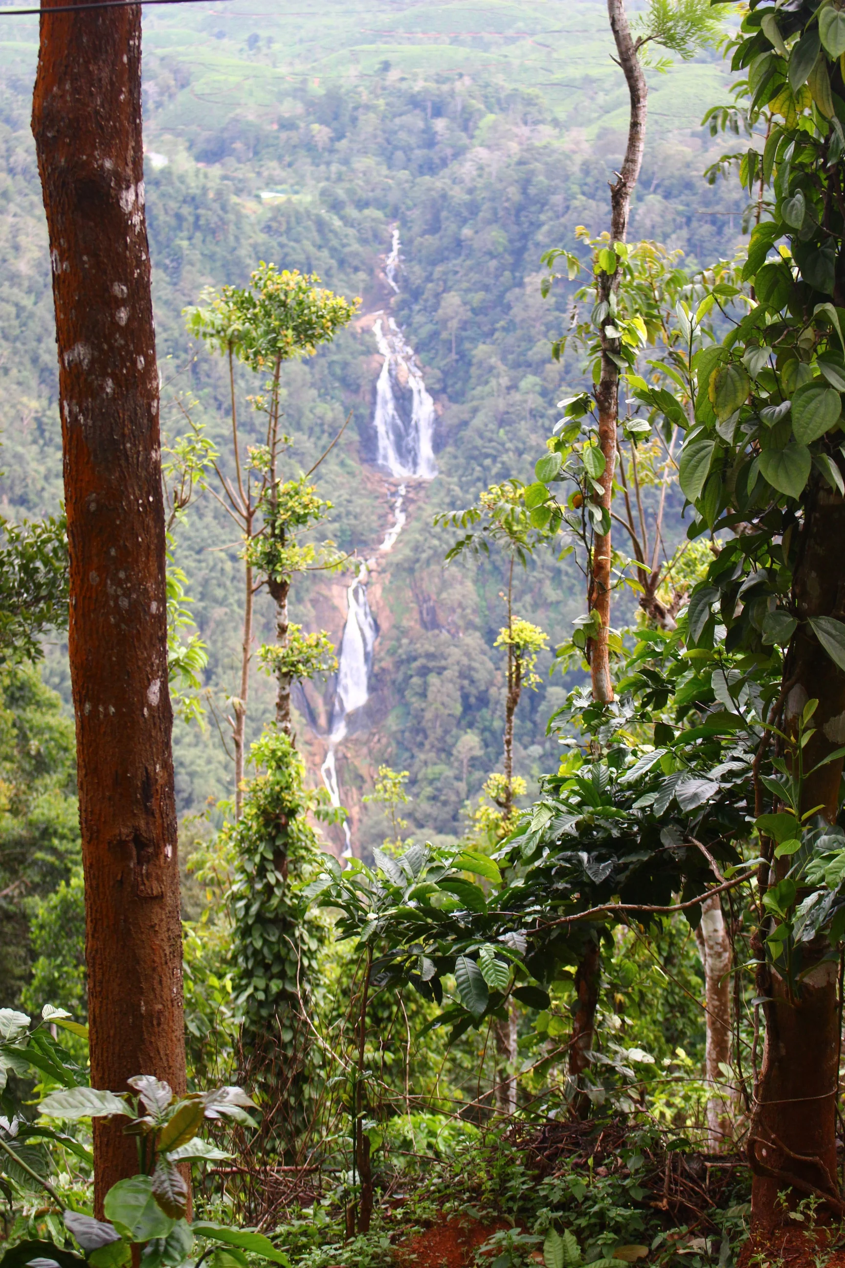 cascade-wayanad-inde-du-sud.jpg