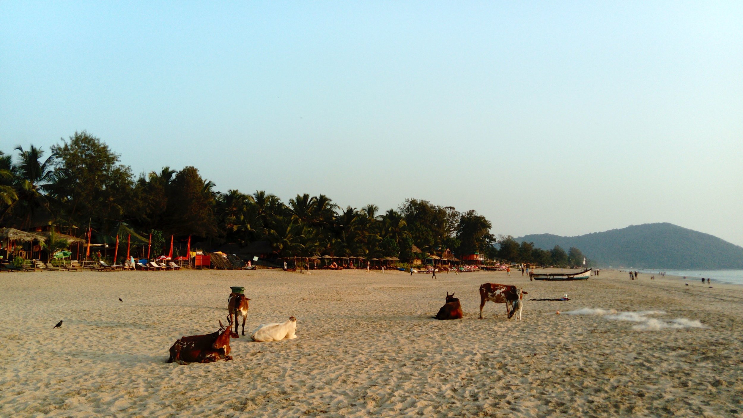 cookmegreen-agonda-beach-goa