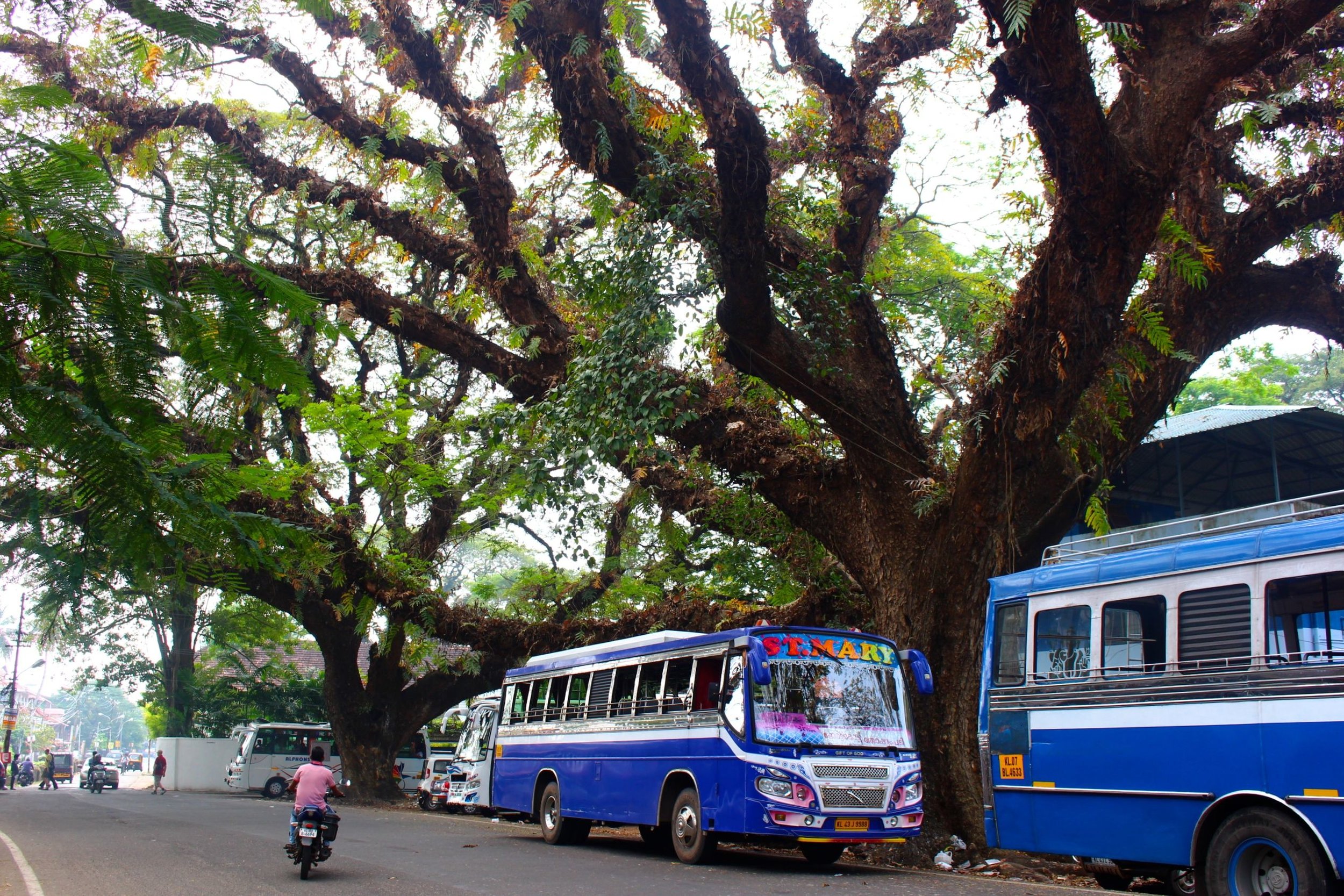 rain-tree-fort-cochin-kerala