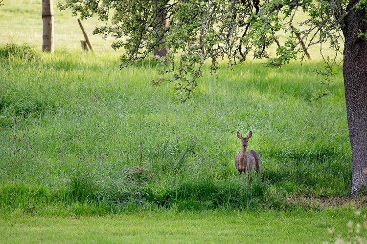 cours-stage-cuisine-vegetarienne-ayurvedique-normandie