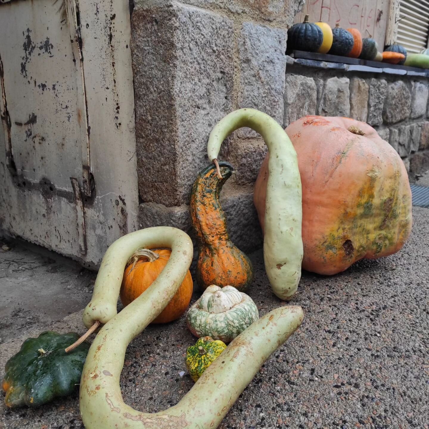 L' Ard&egrave;che je ne la connaissais pas encore, et c'est la grande d&eacute;couverte de l'ann&eacute;e.
Nous sommes arriv&eacute;s en pleine saison des courges, des ch&acirc;taignes et des champignons. Avec la for&ecirc;t aux couleurs de l'automne