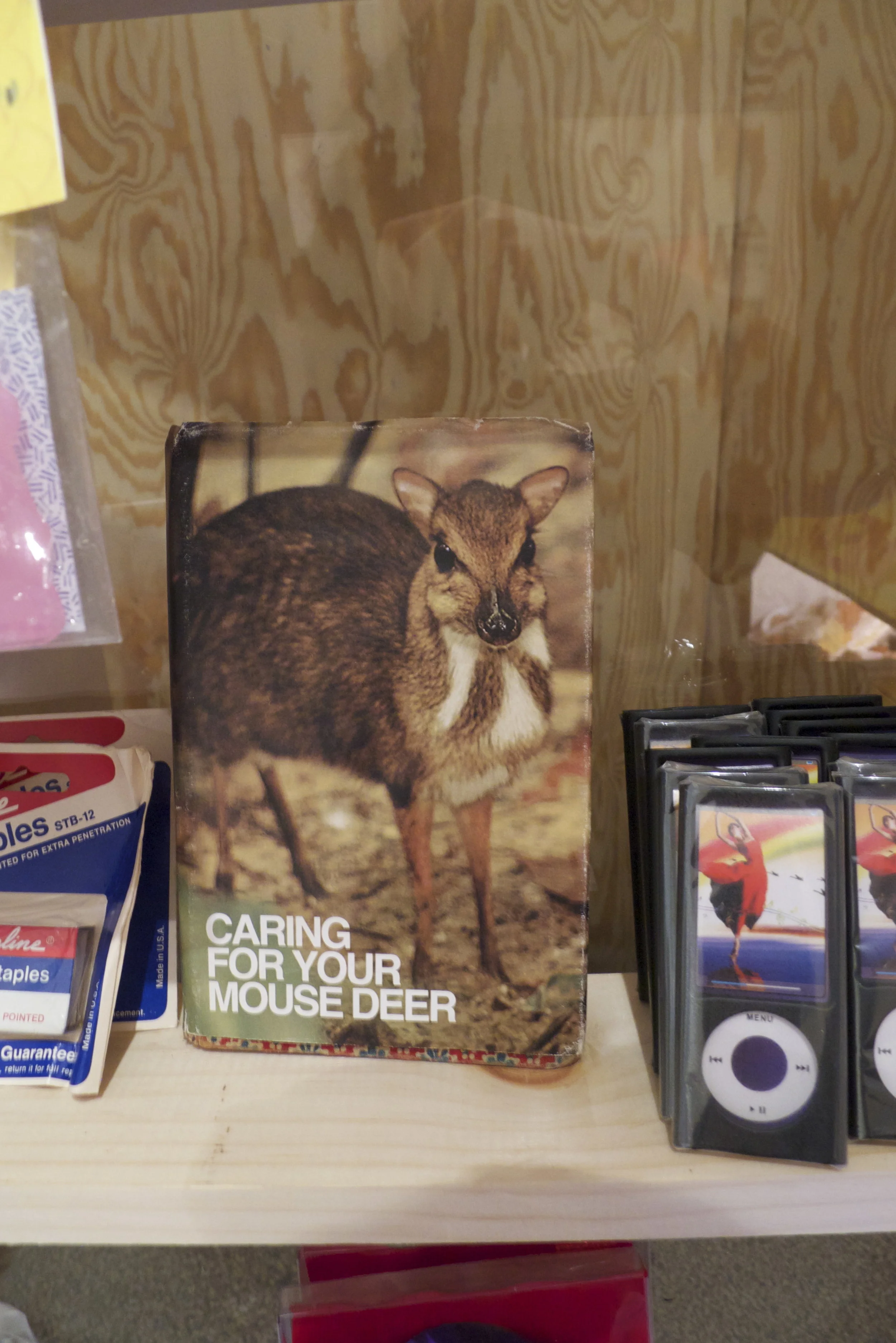 Caring For Your Mouse Deer