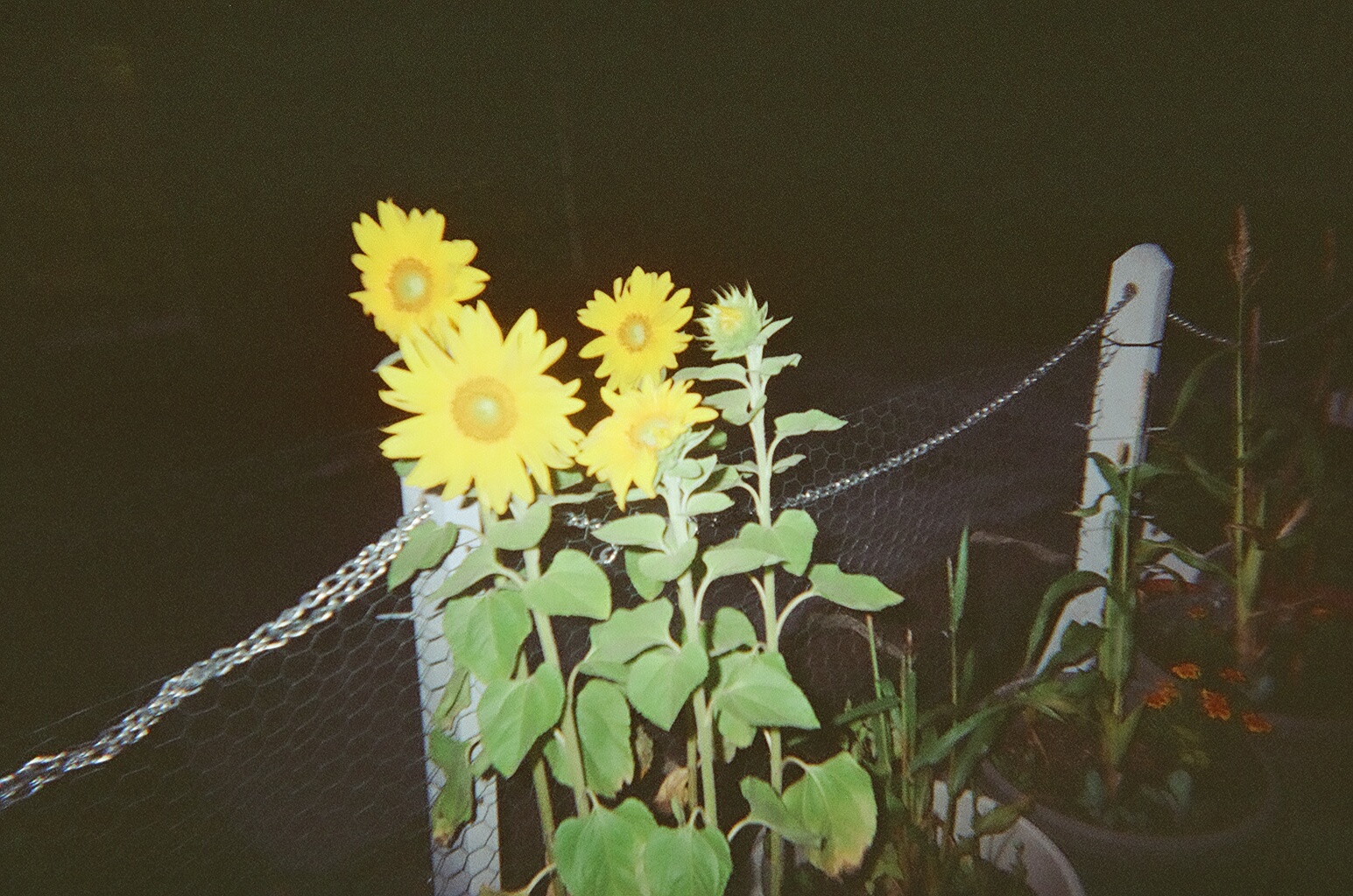 07820006.JPG
