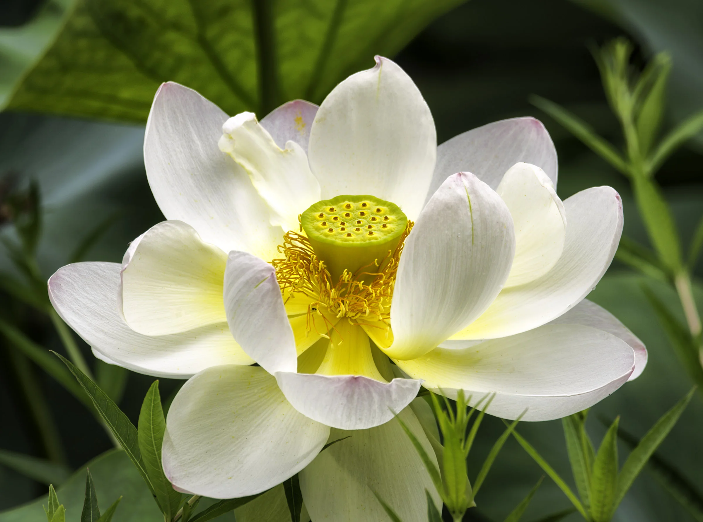 White Lotus Blossom