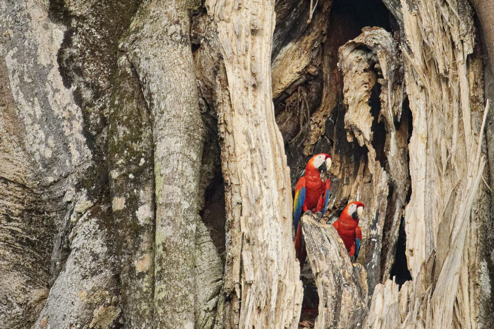 Scarlet Macaw Pair In Nest
