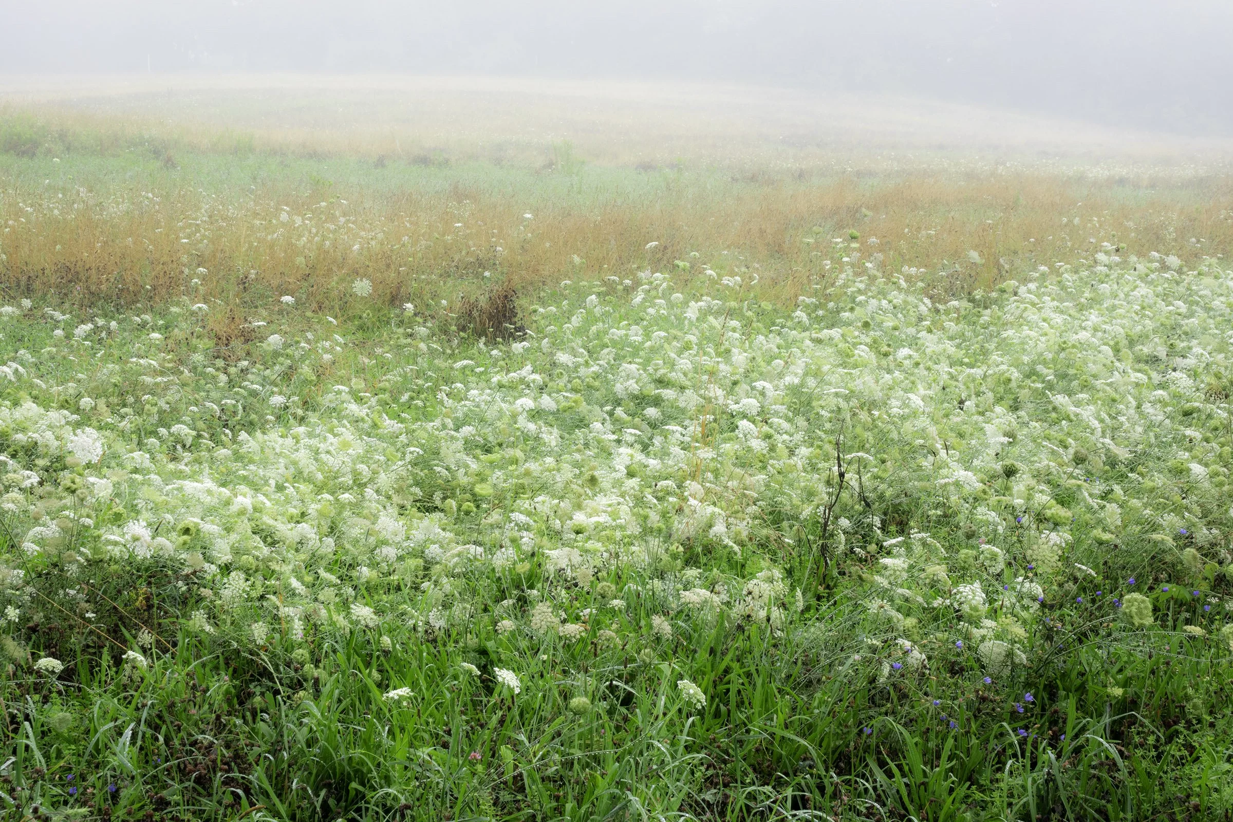 Connecticut Field On A Foggy Day
