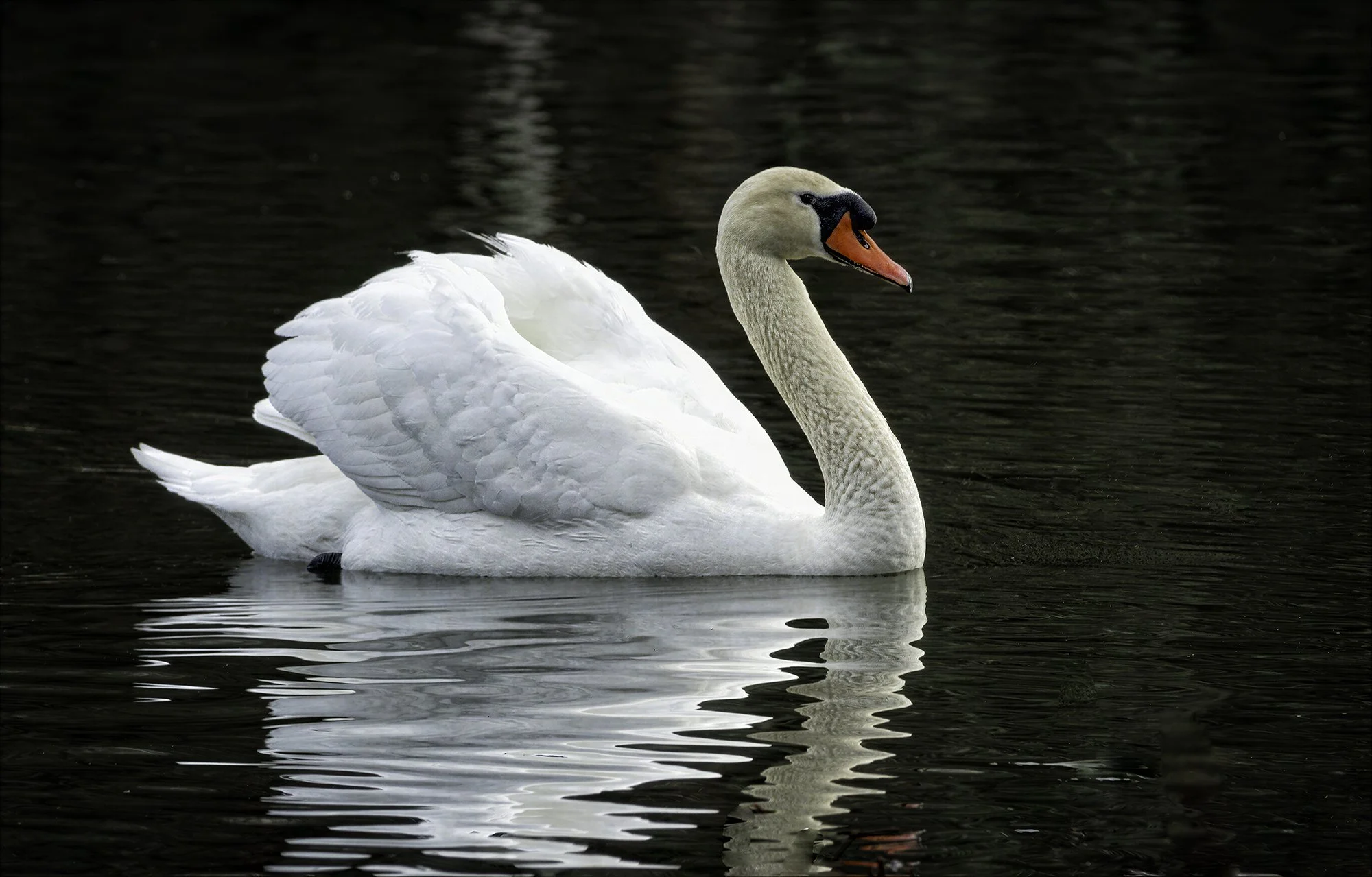 Swan Longmeadow Flats.jpg