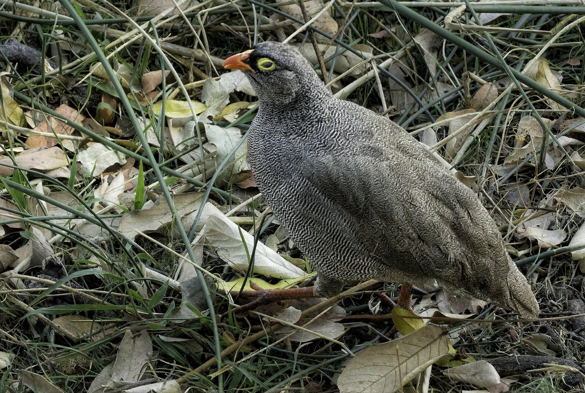 Red Billed Francolin