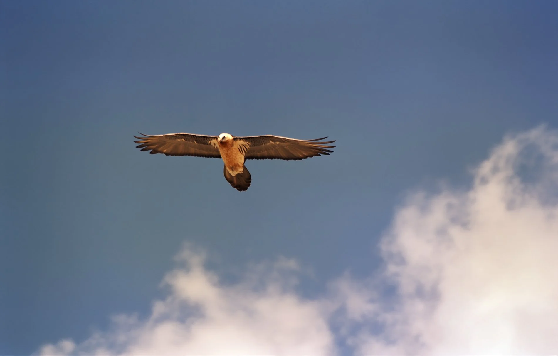 Himalayan Eagle