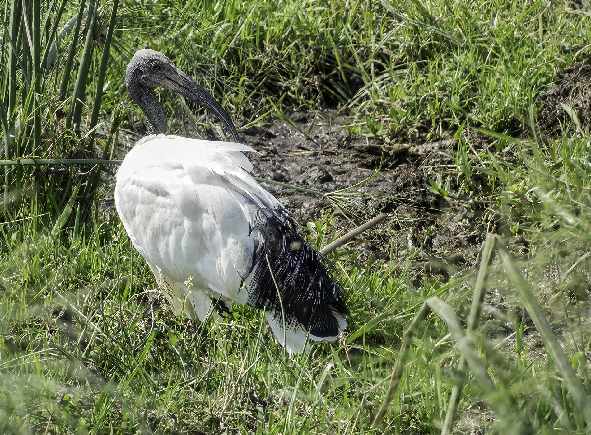 Sacred Ibis