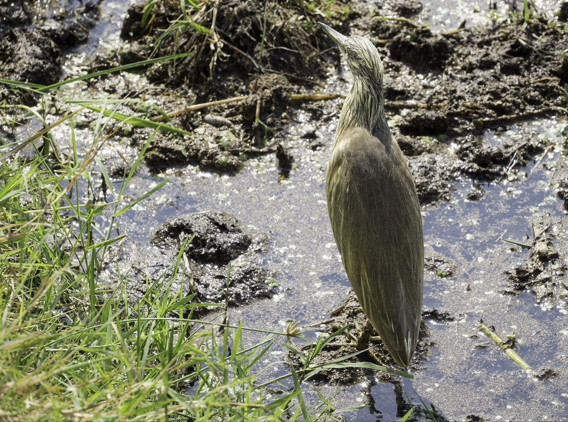 Green Backed Heron