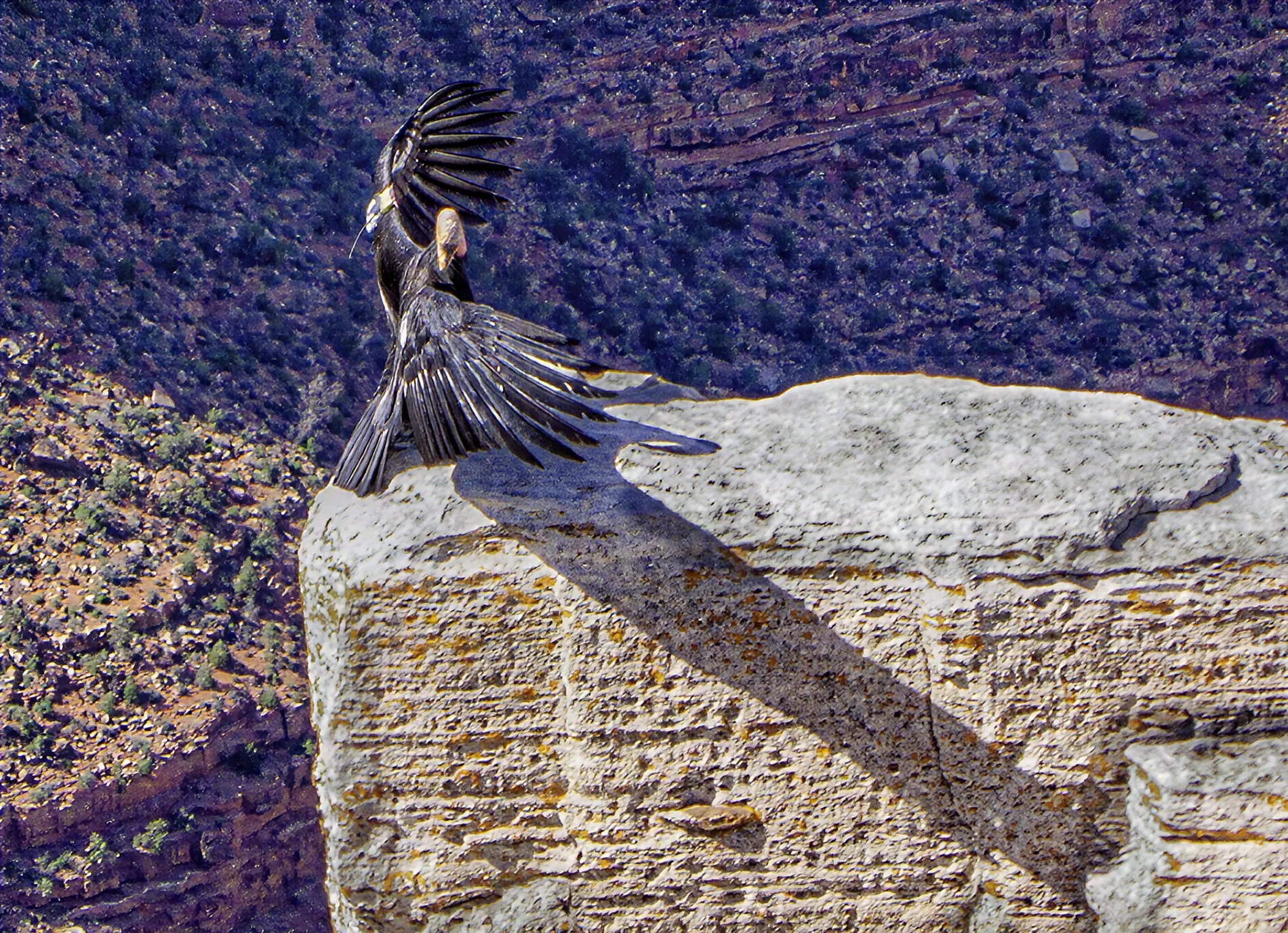 California Condor