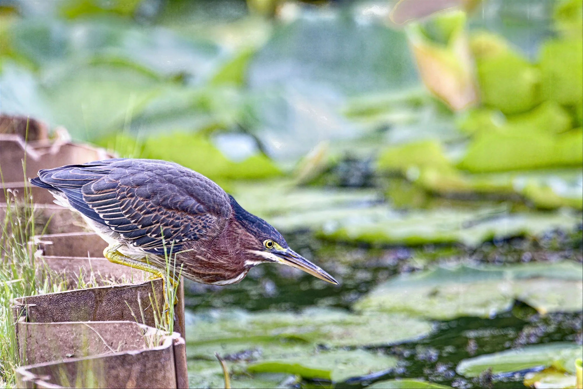 Green Heron